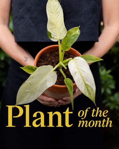 Alocasia Olifantsoor Dragon Scale