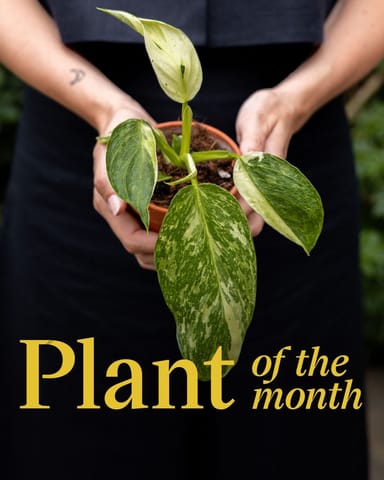 Baby Alocasia Baginda Dragon Scale