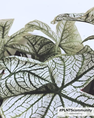Baby Caladium Kaladie Caladium Tuber - White Christmas