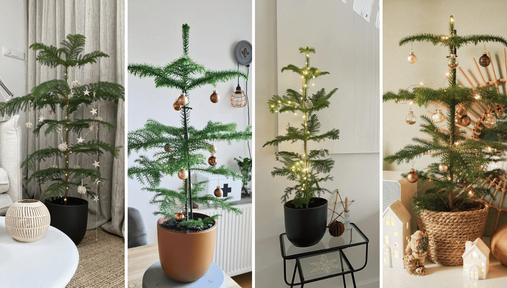 Araucaria heterophylla Christmas