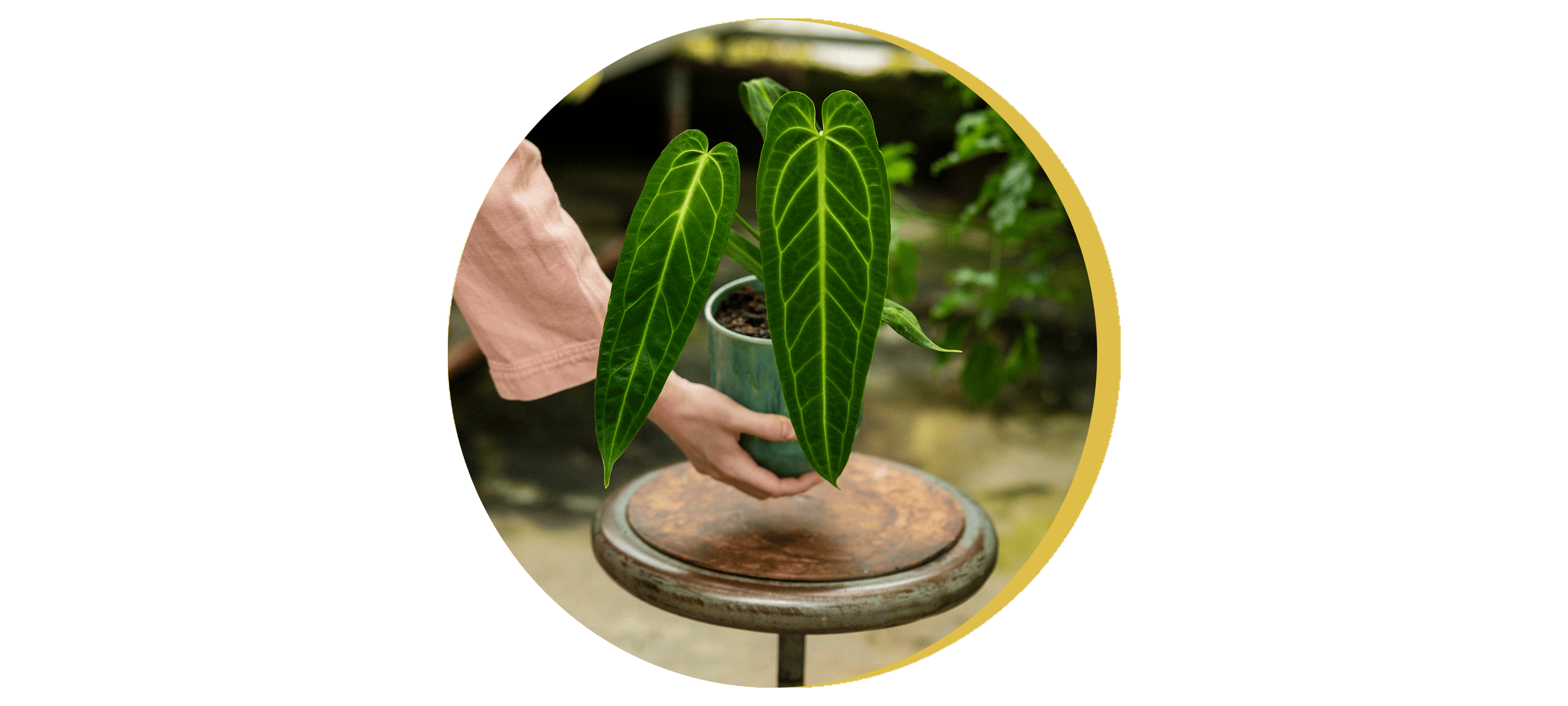 SfeerAnthurium.png