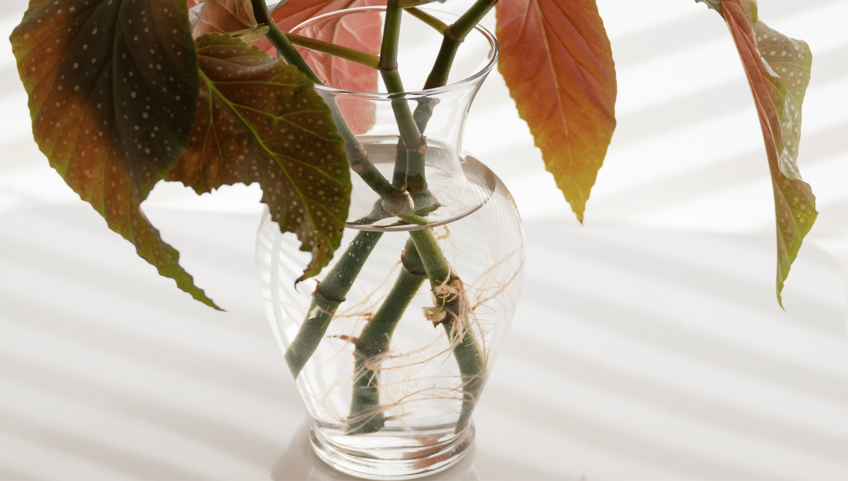 Begonia roots