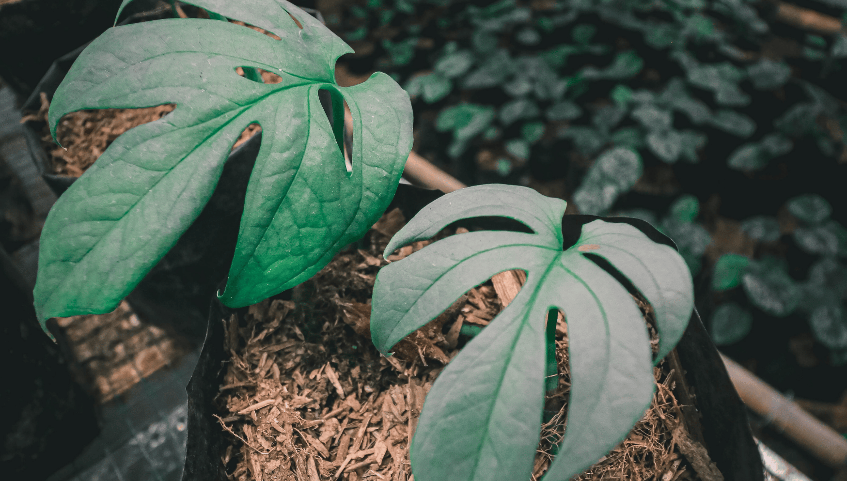 Amydrium leaves