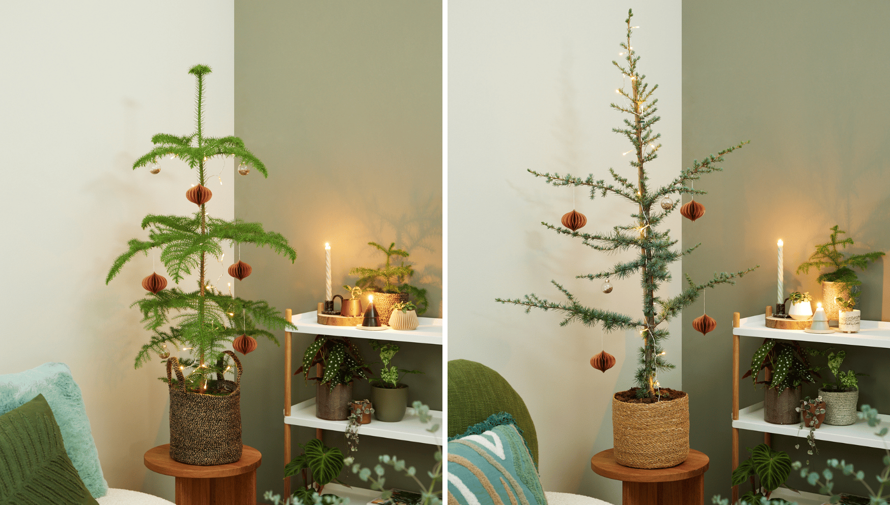 Mini Christmas trees