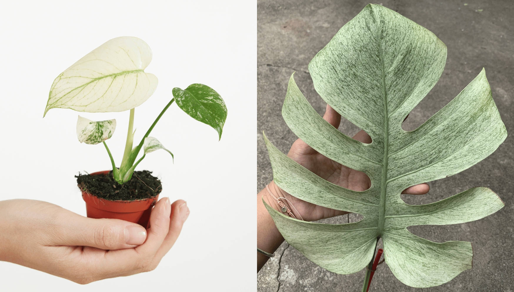 Monstera Mint.png