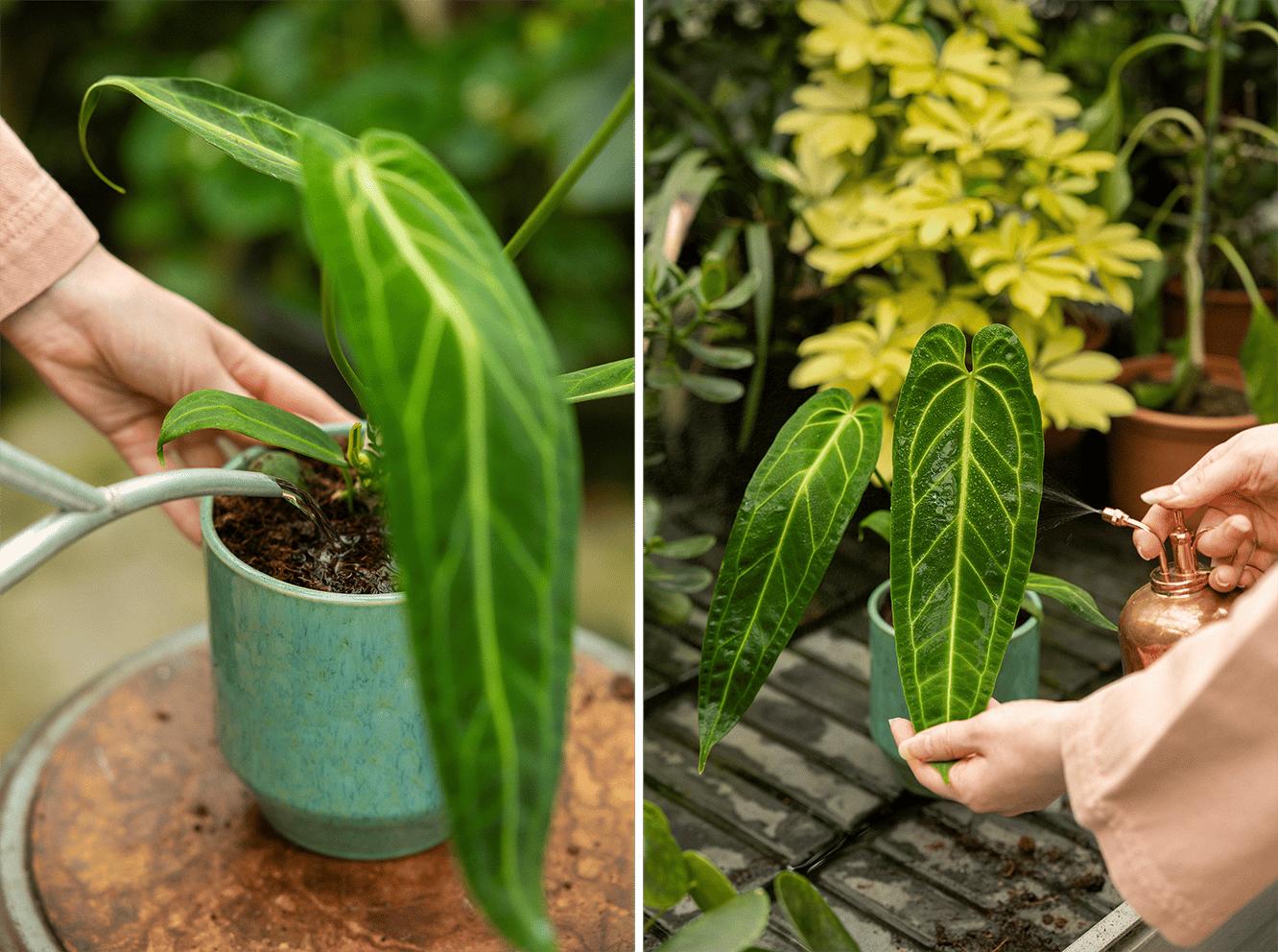 WateringAnthurium.png