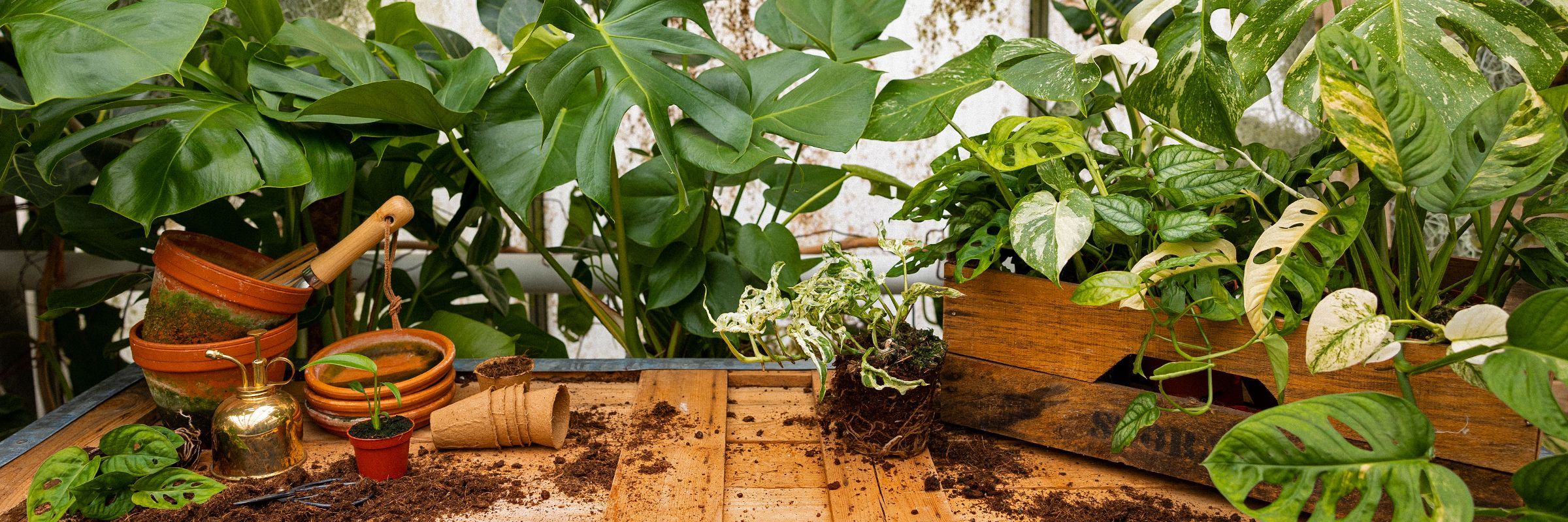 Banner Monstera Week