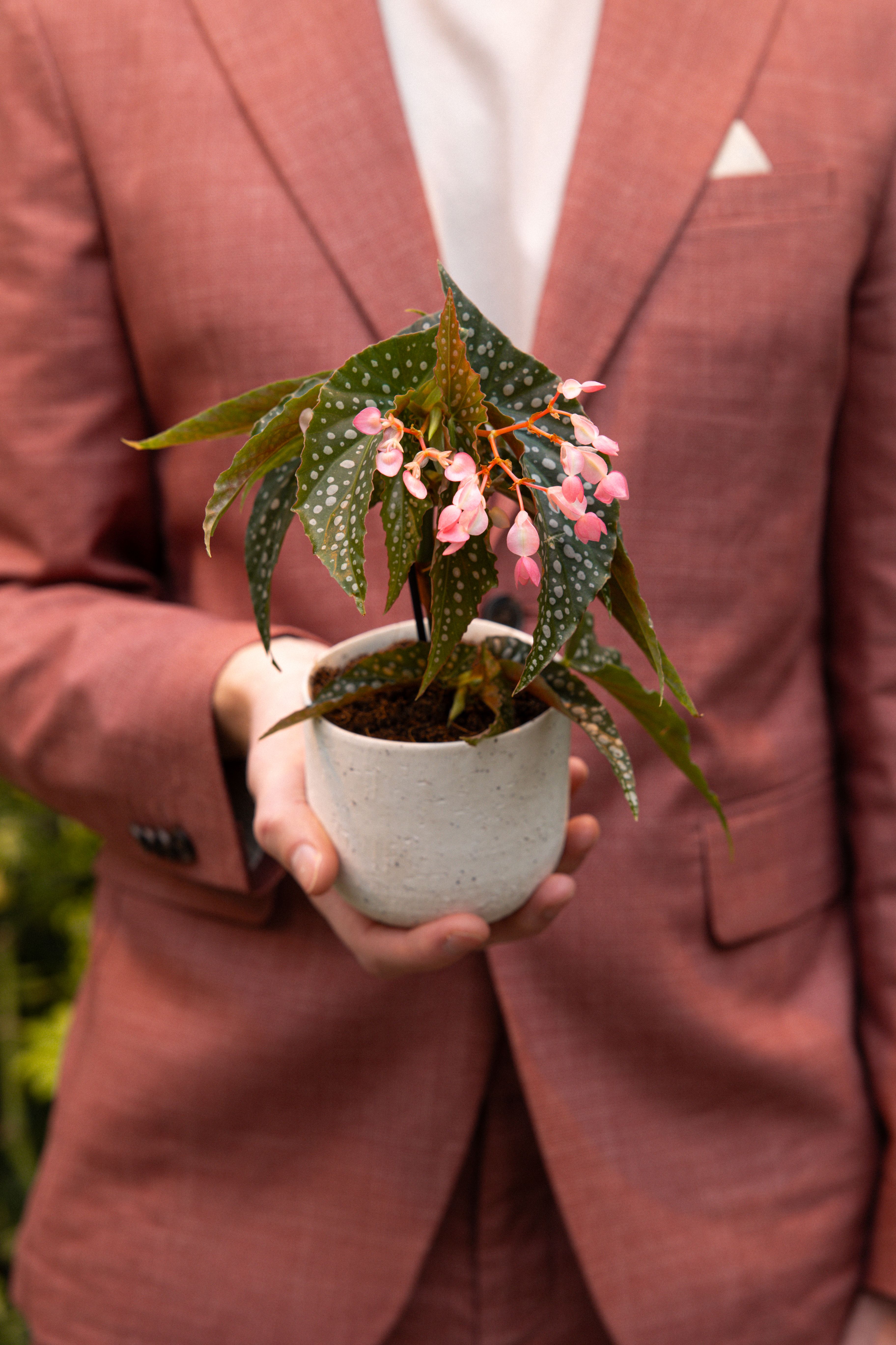 Begonia_04