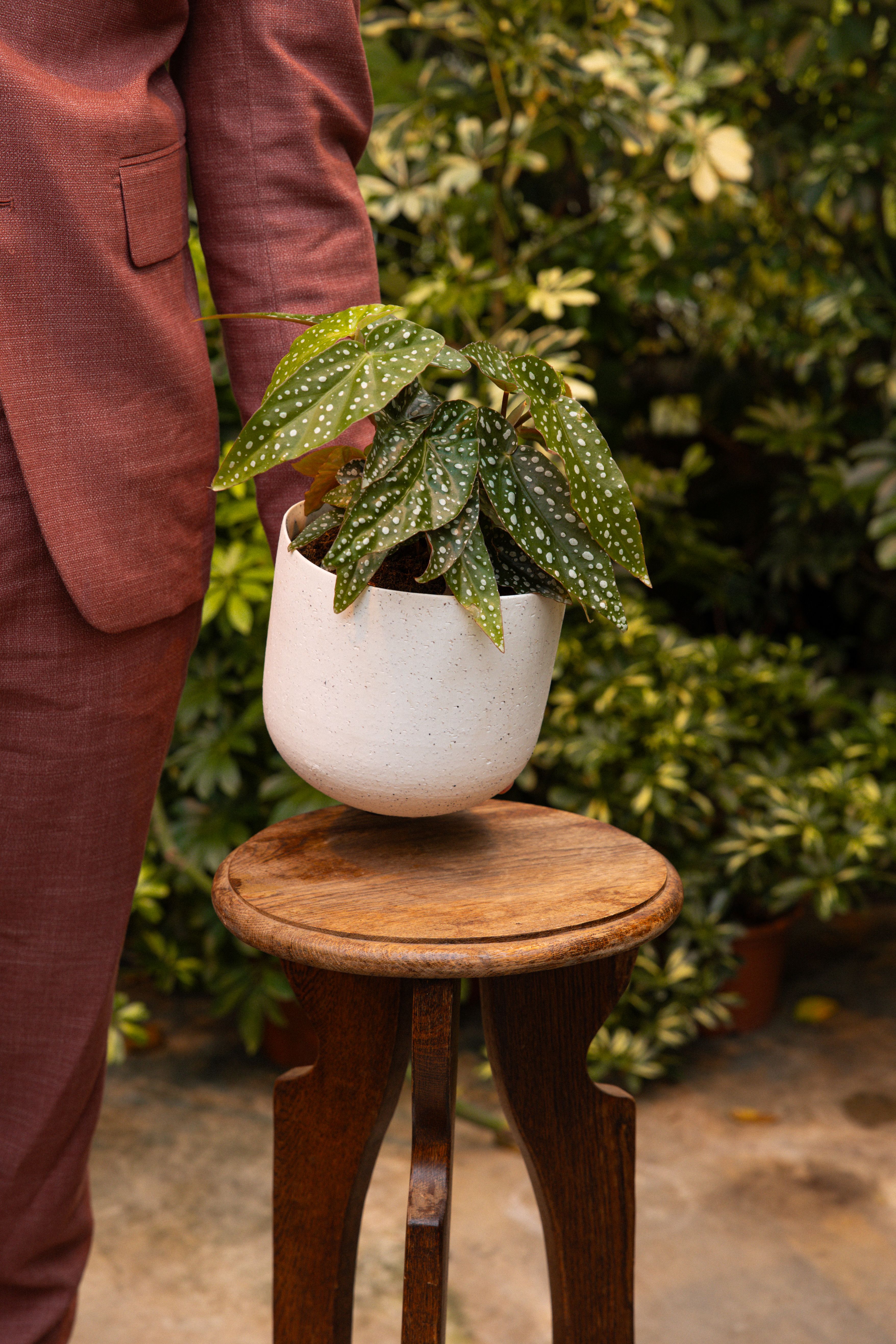 Begonia_06