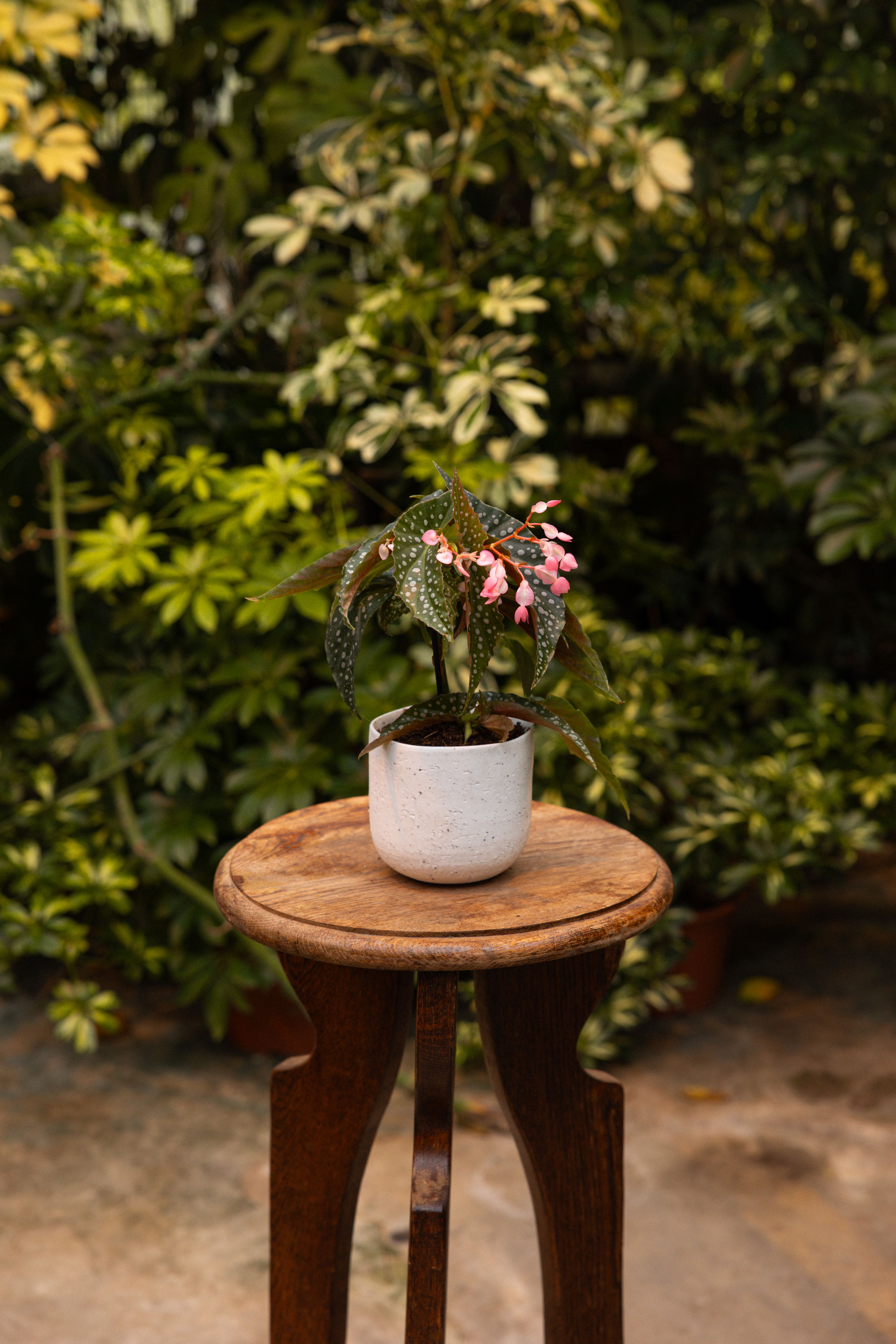 Begonia_10