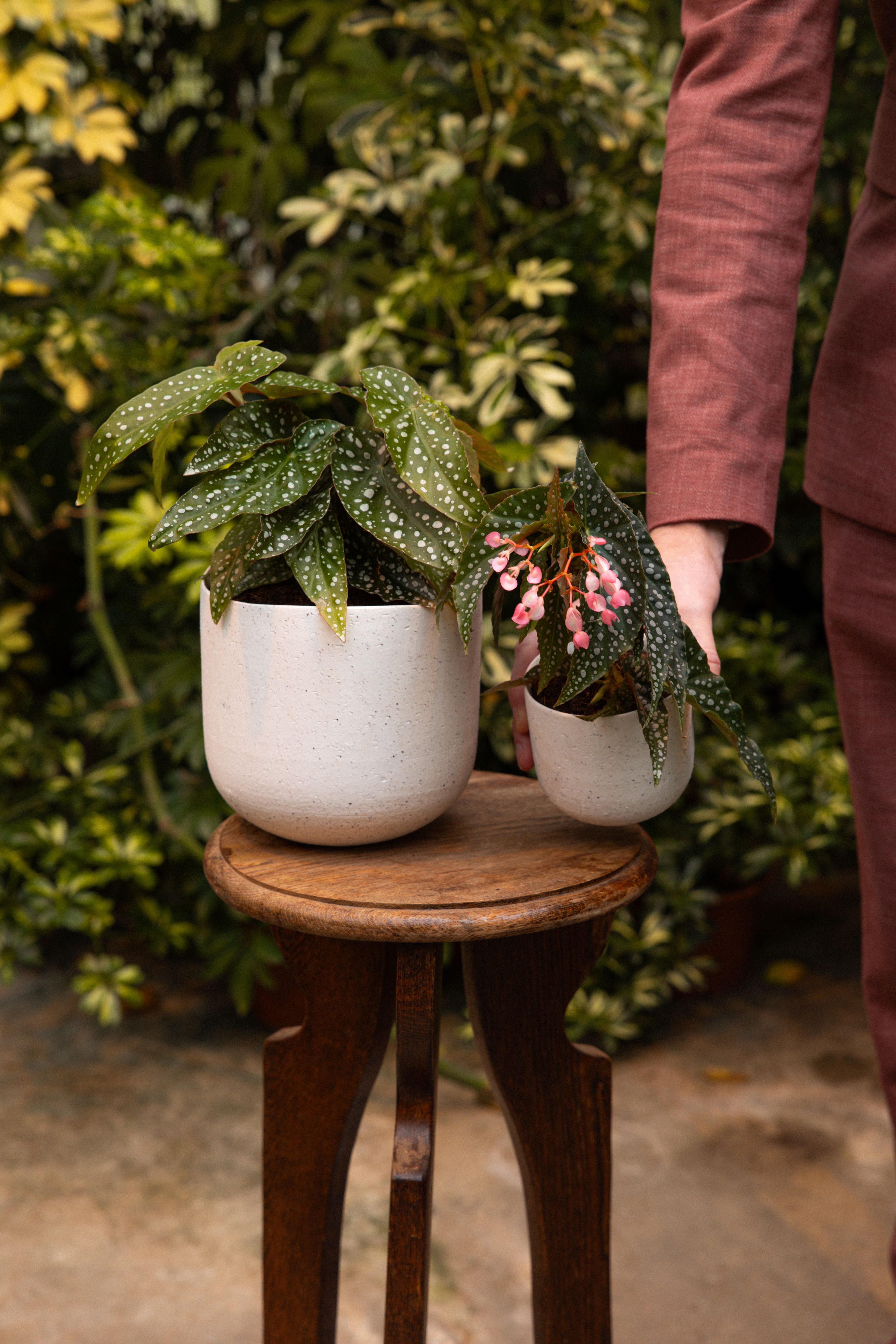 Begonia_11