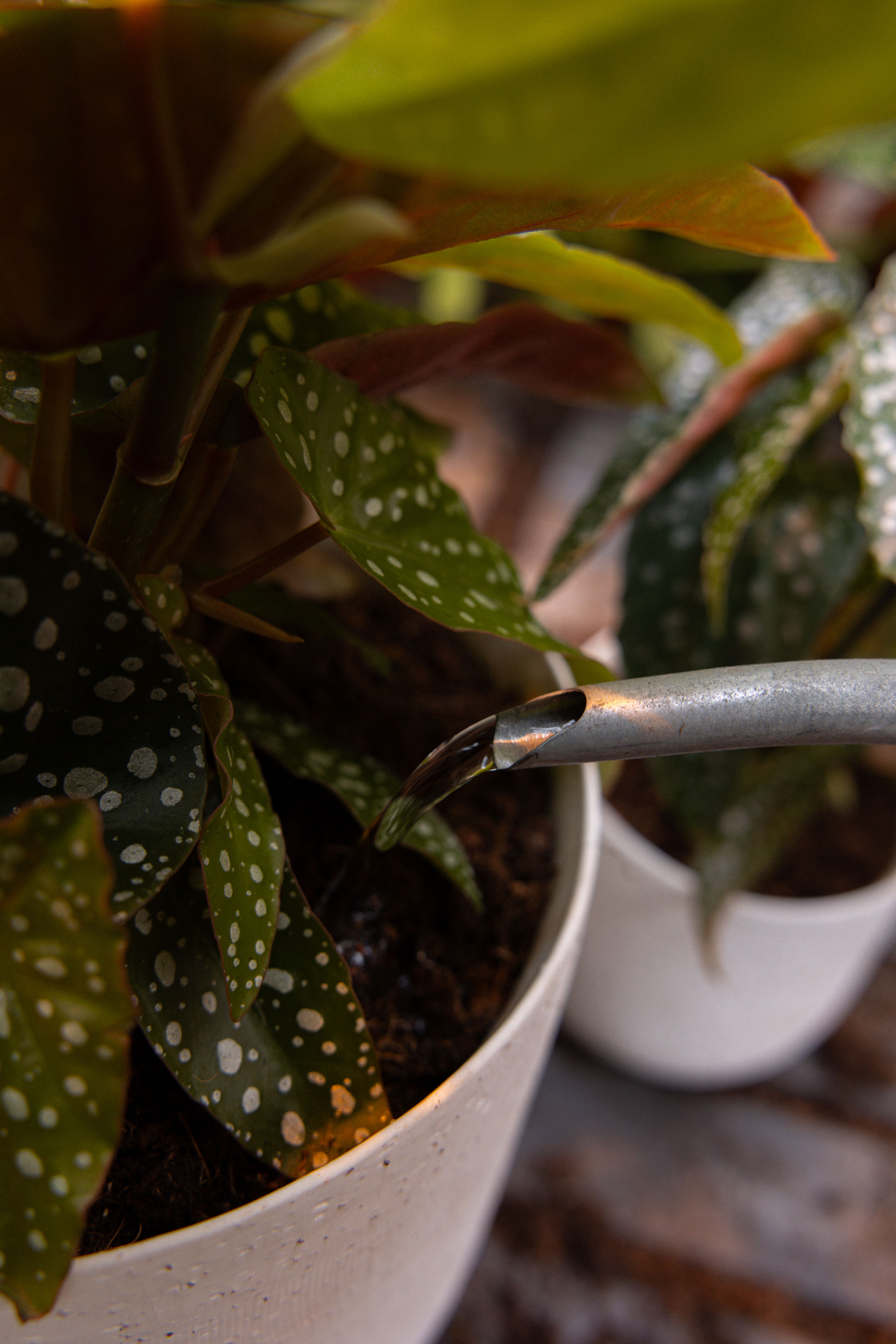 Begonia_12