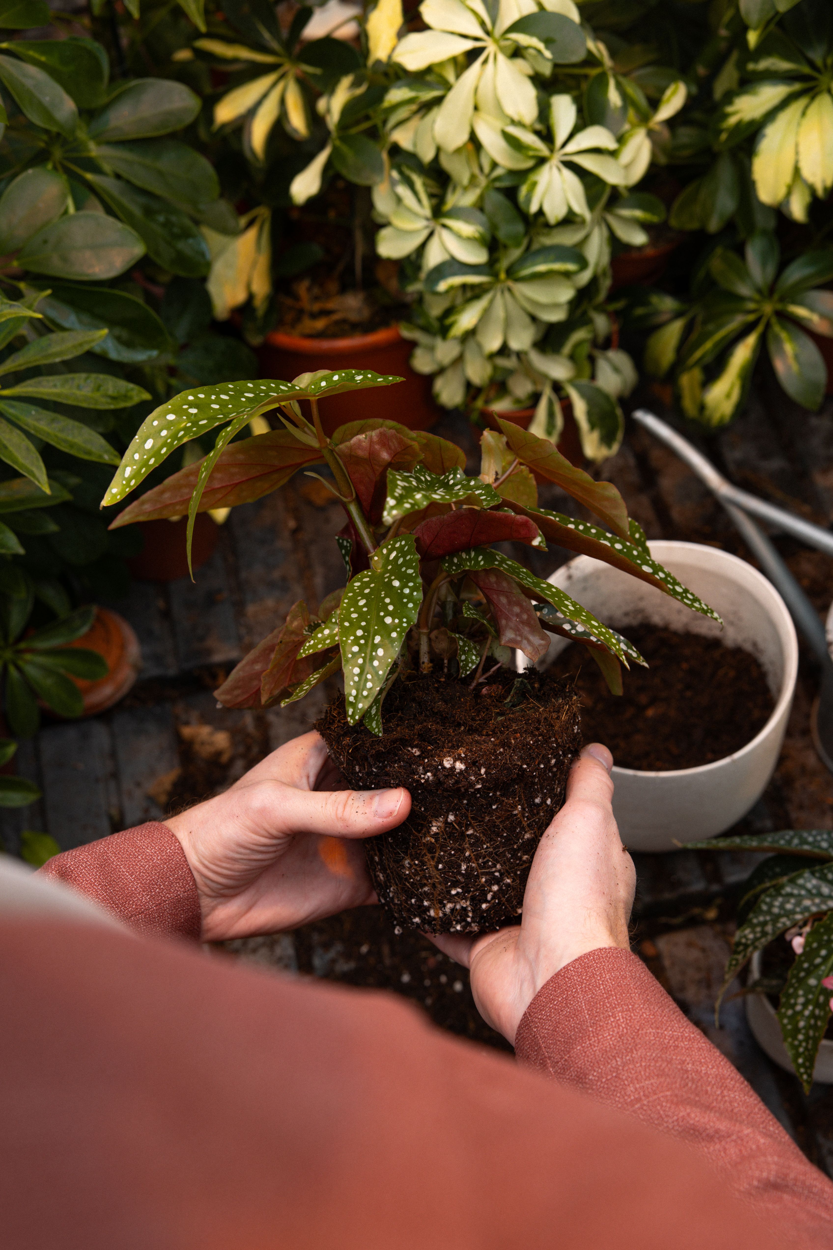 Begonia_15