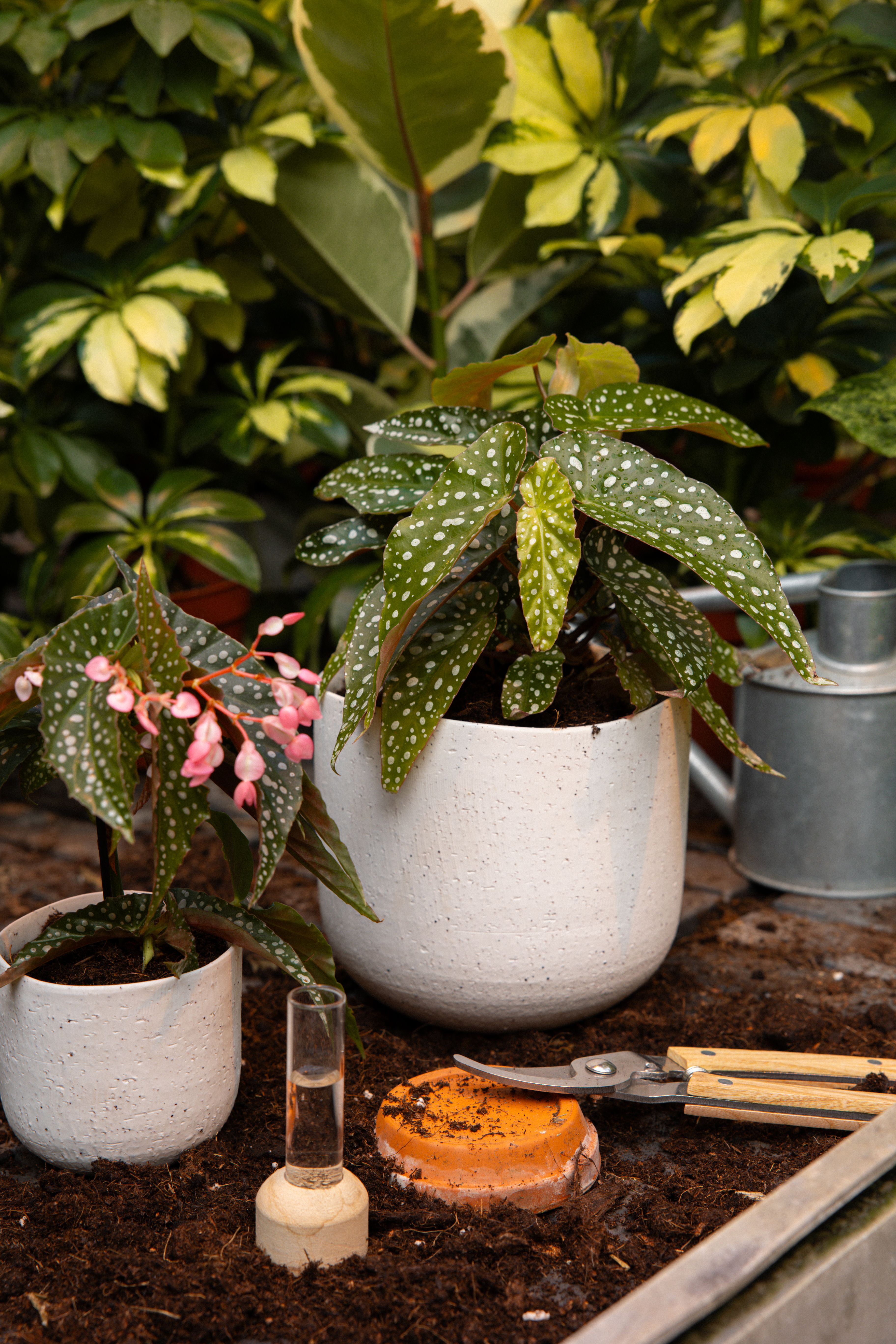 Begonia_17