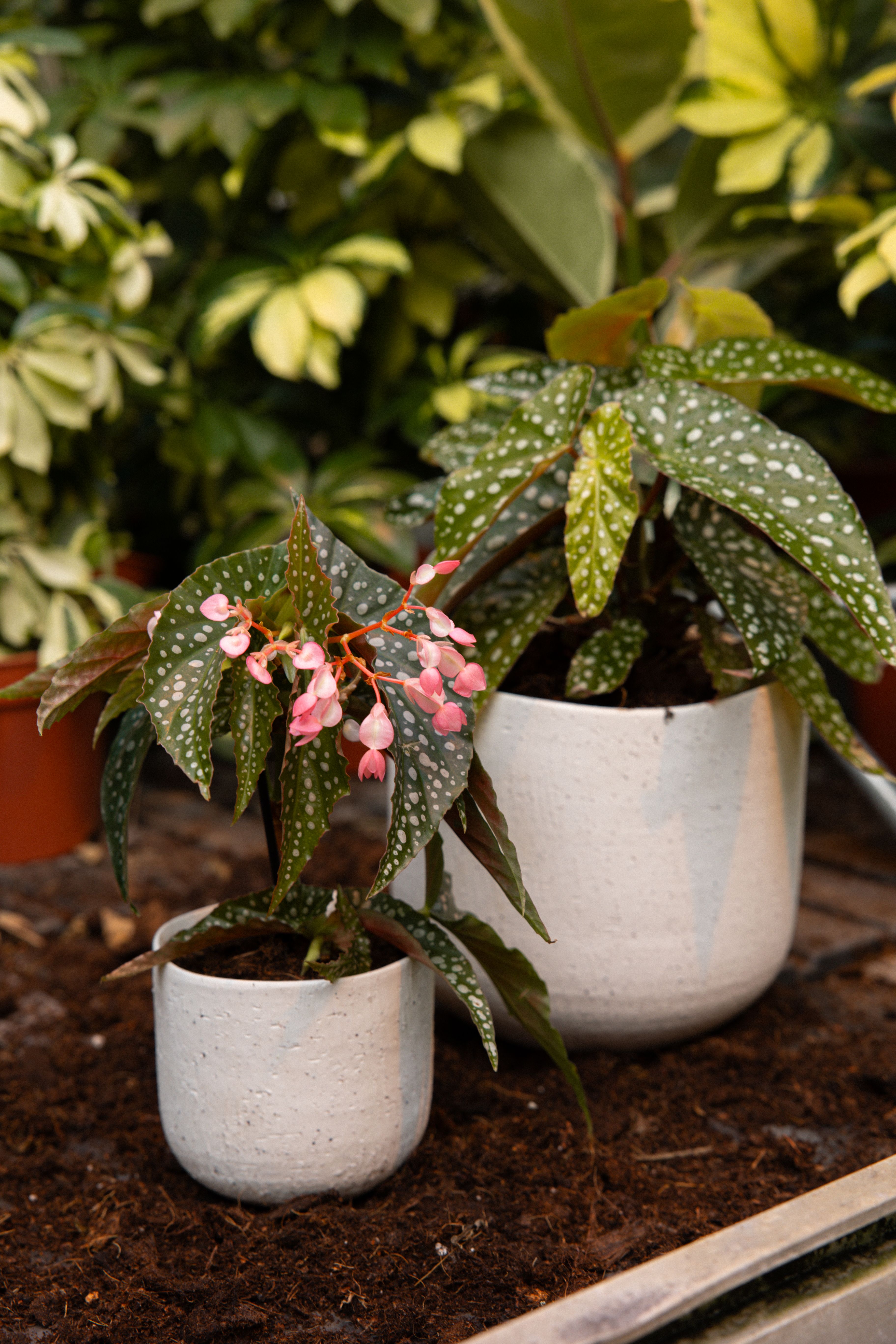Begonia_19