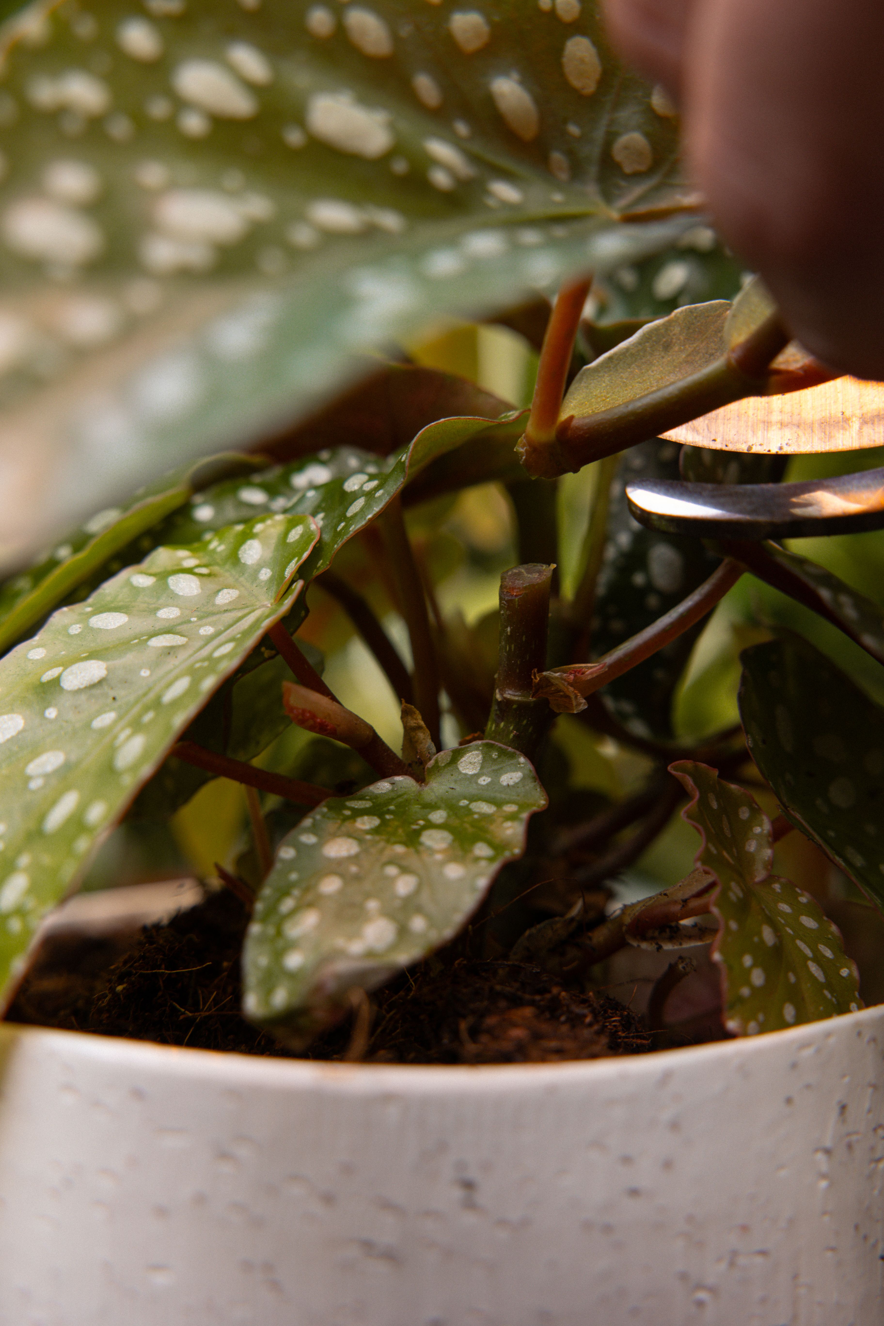 Begonia_22