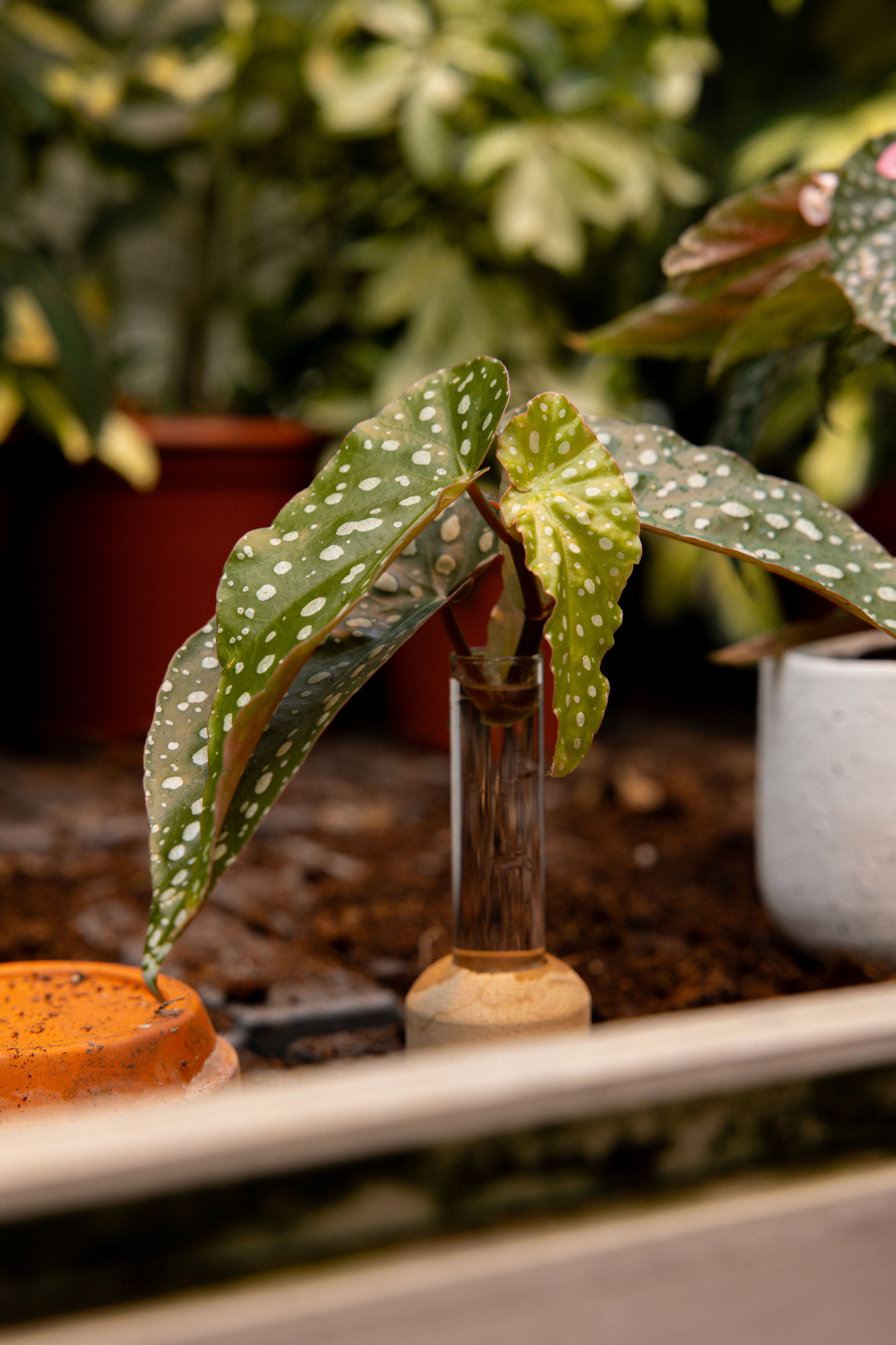 Begonia_24