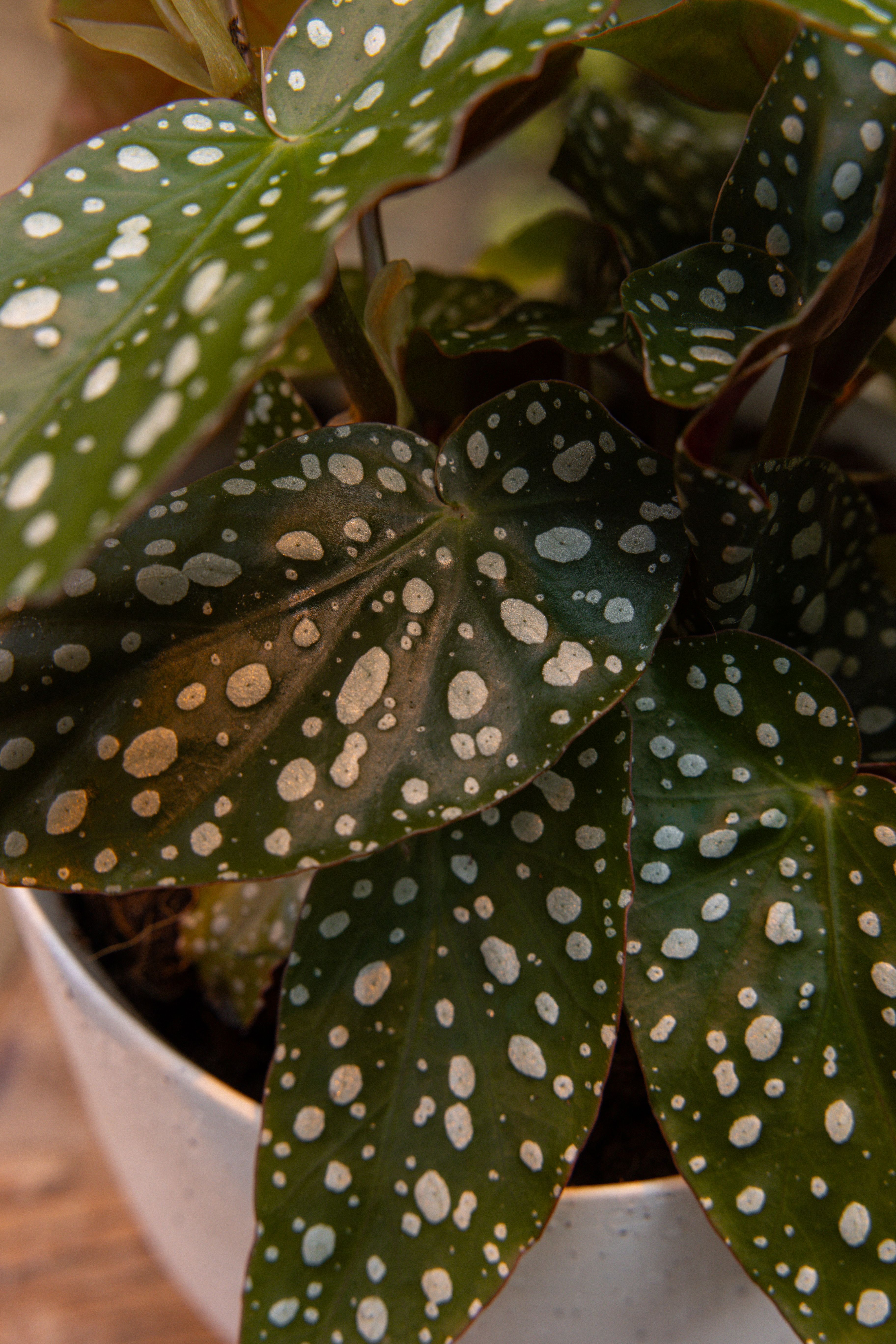 Begonia_27