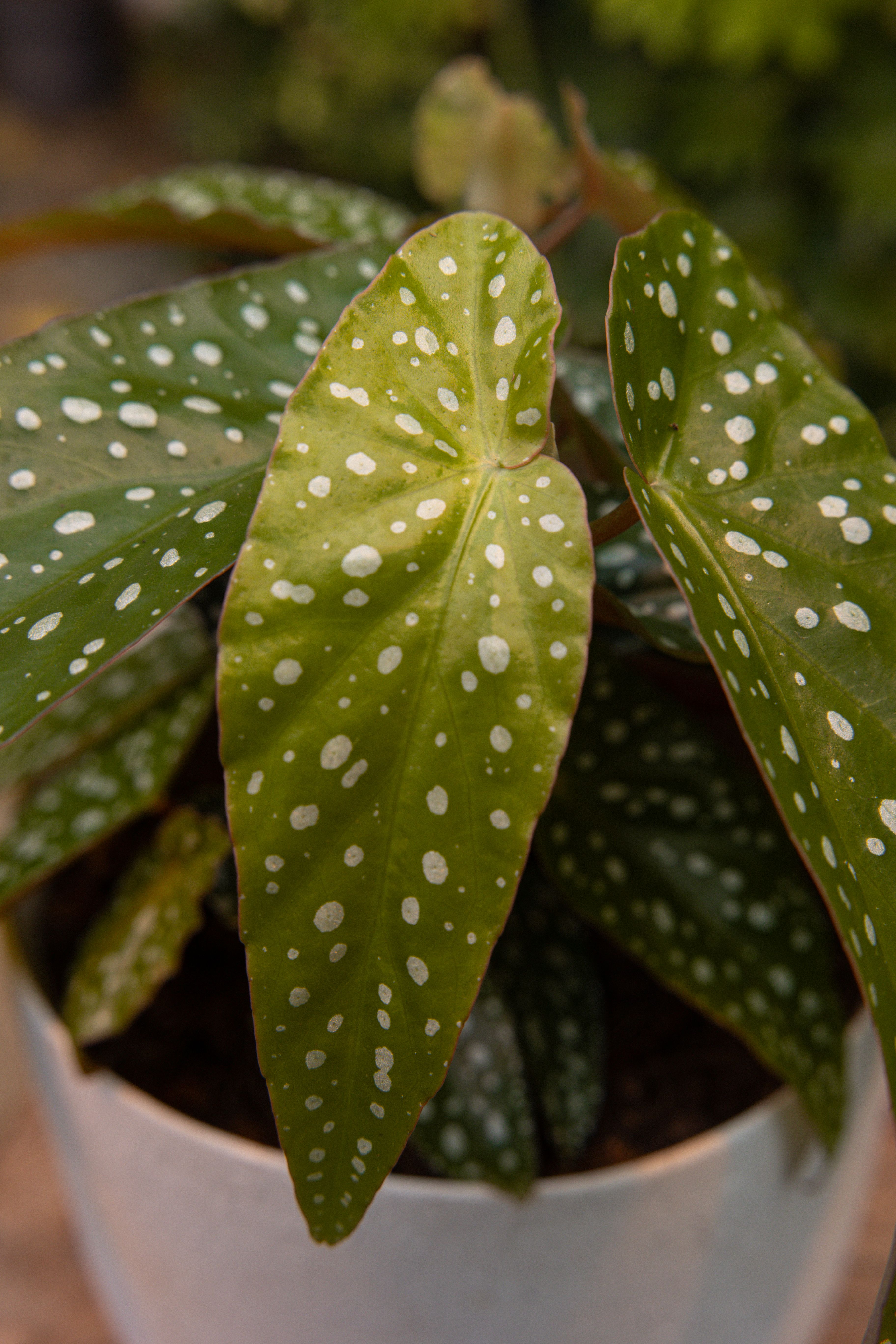 Begonia_28