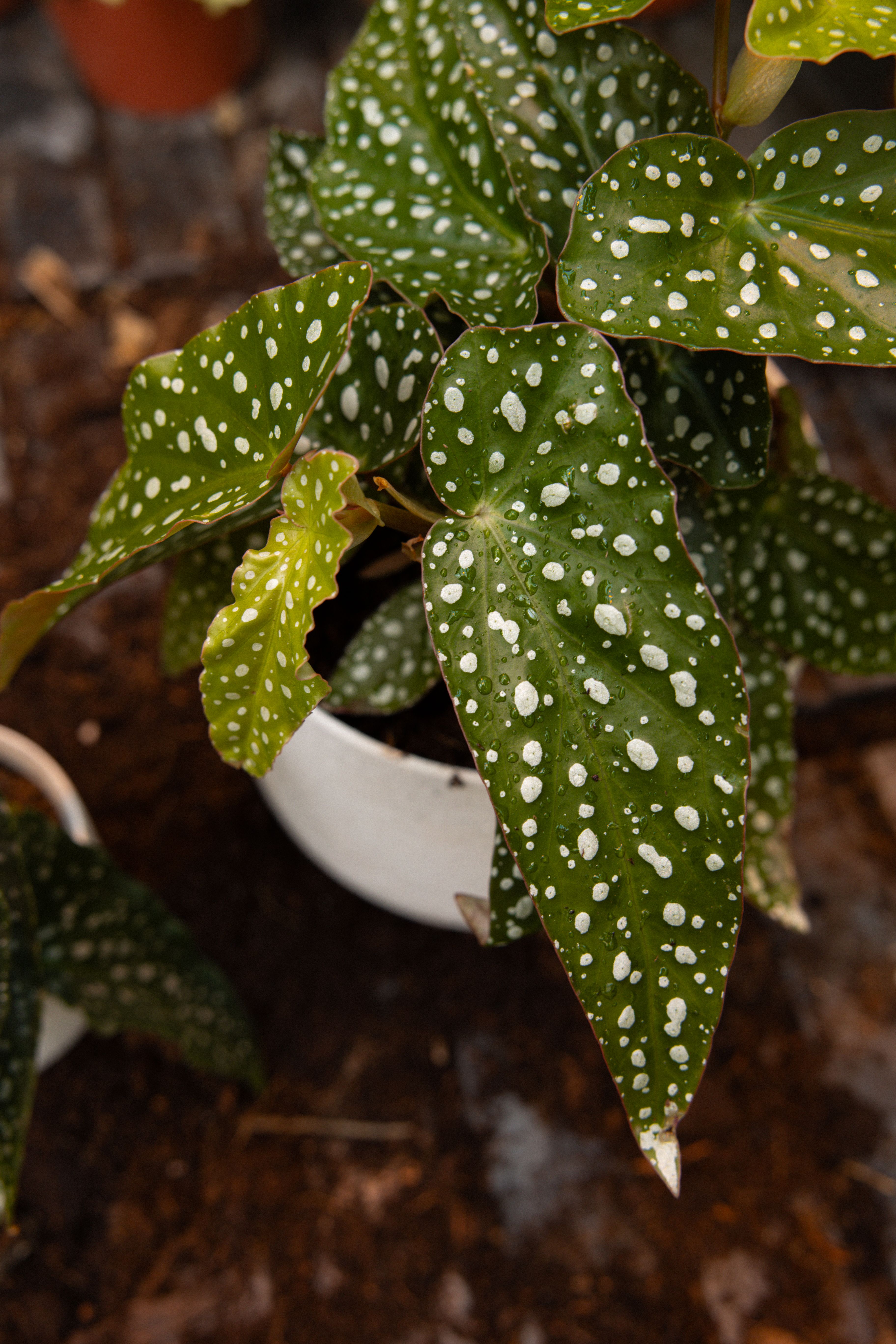 Begonia_31