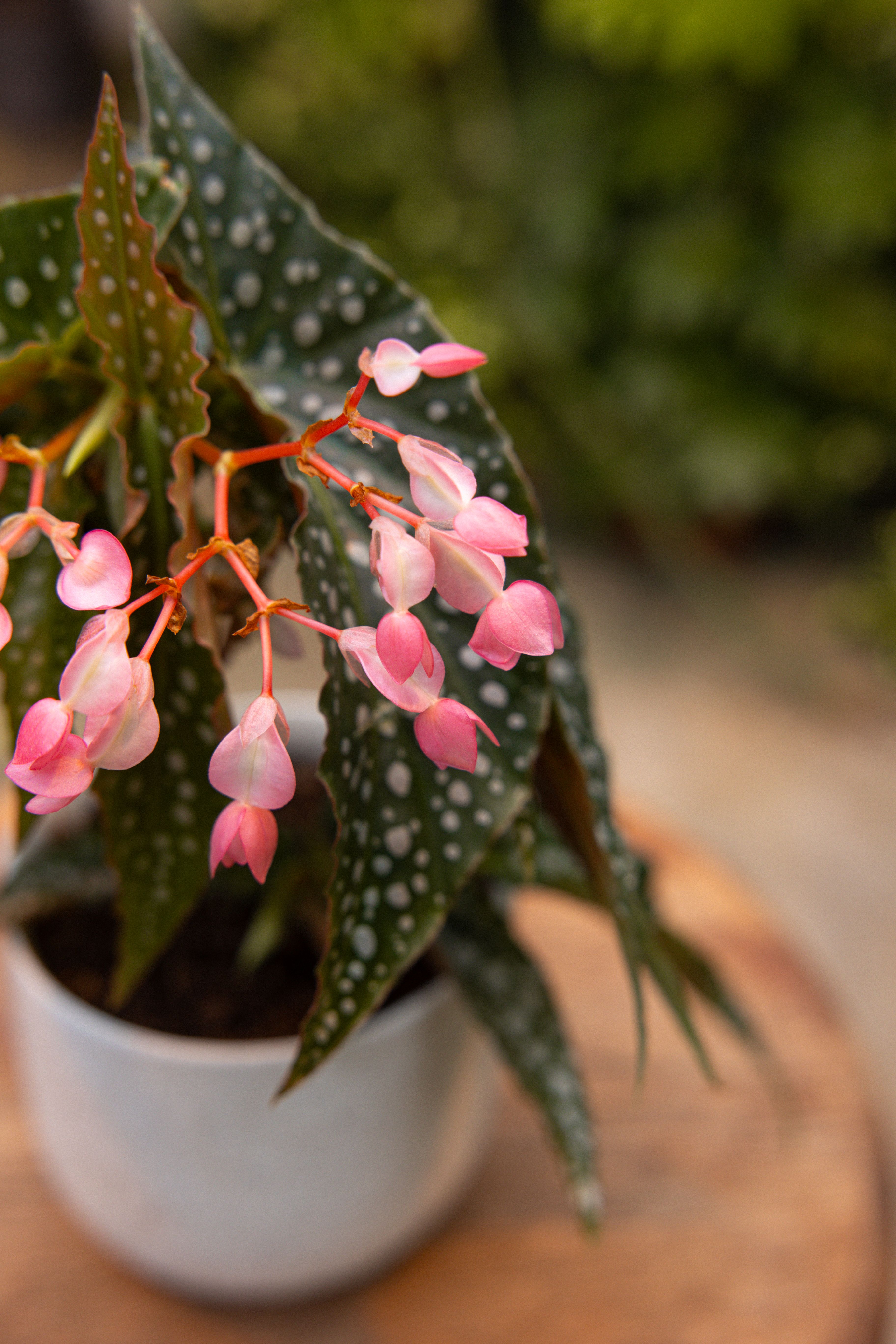 Begonia_35