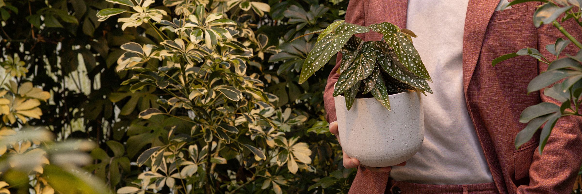 Begonia_banner