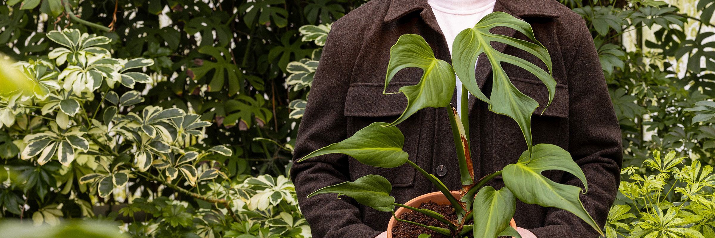 Burle-Marx_banner