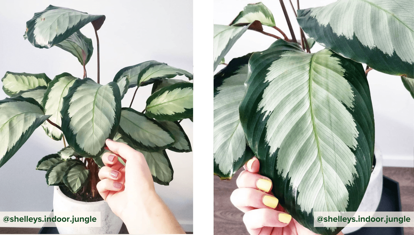 Calathea Argentea.png