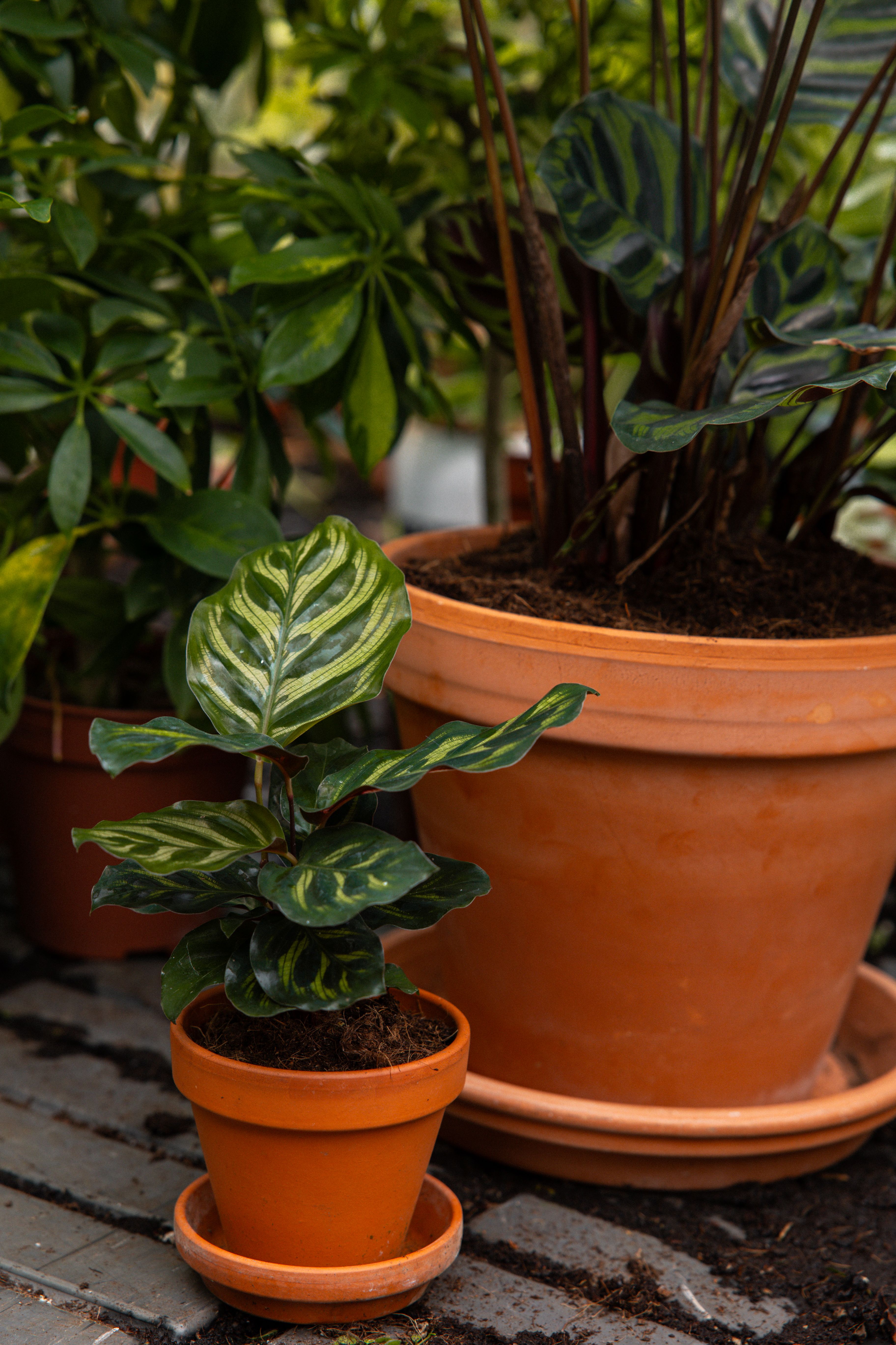 CalatheaMakoyana-14