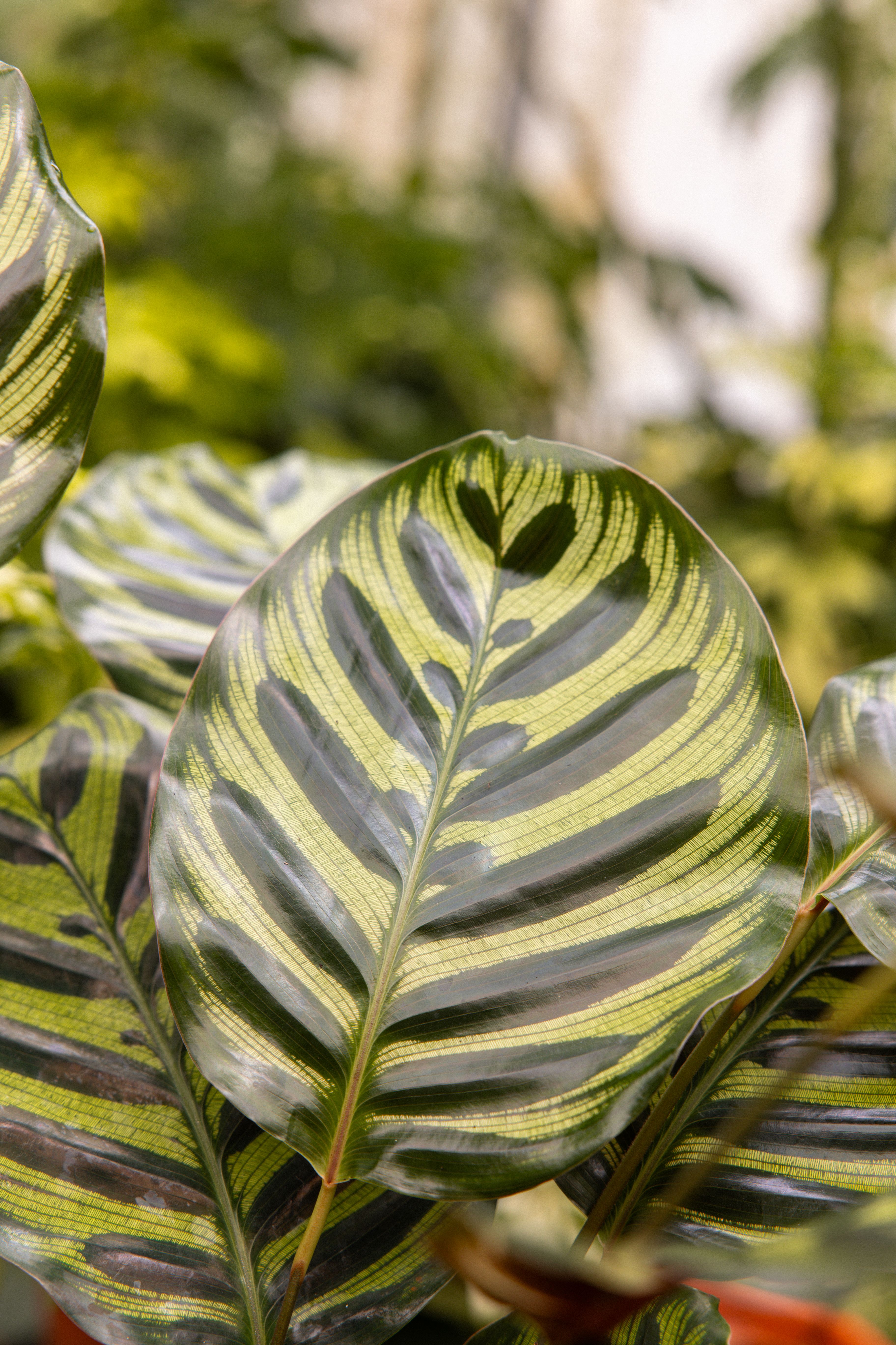 CalatheaMakoyana-26