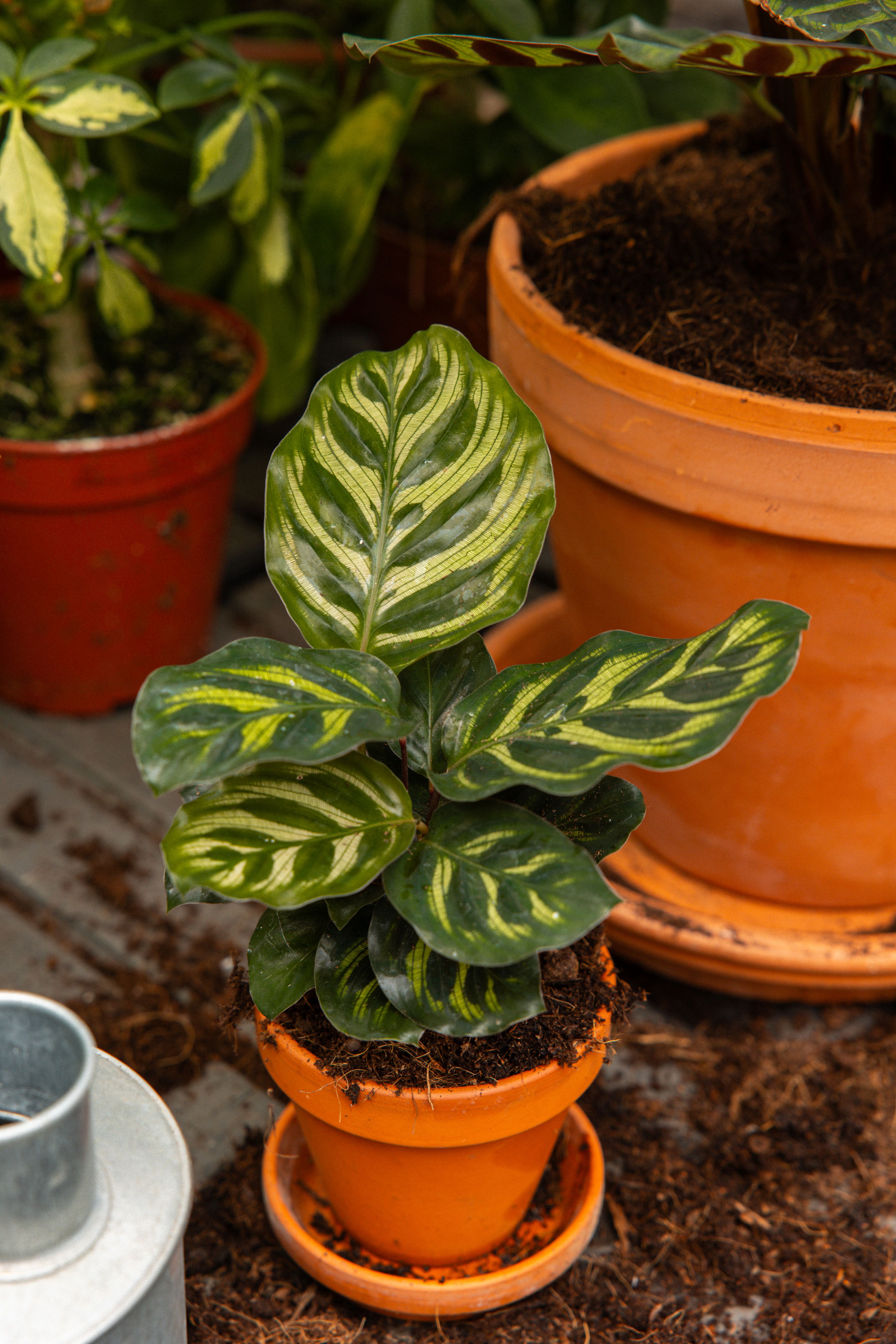 CalatheaMakoyana-28