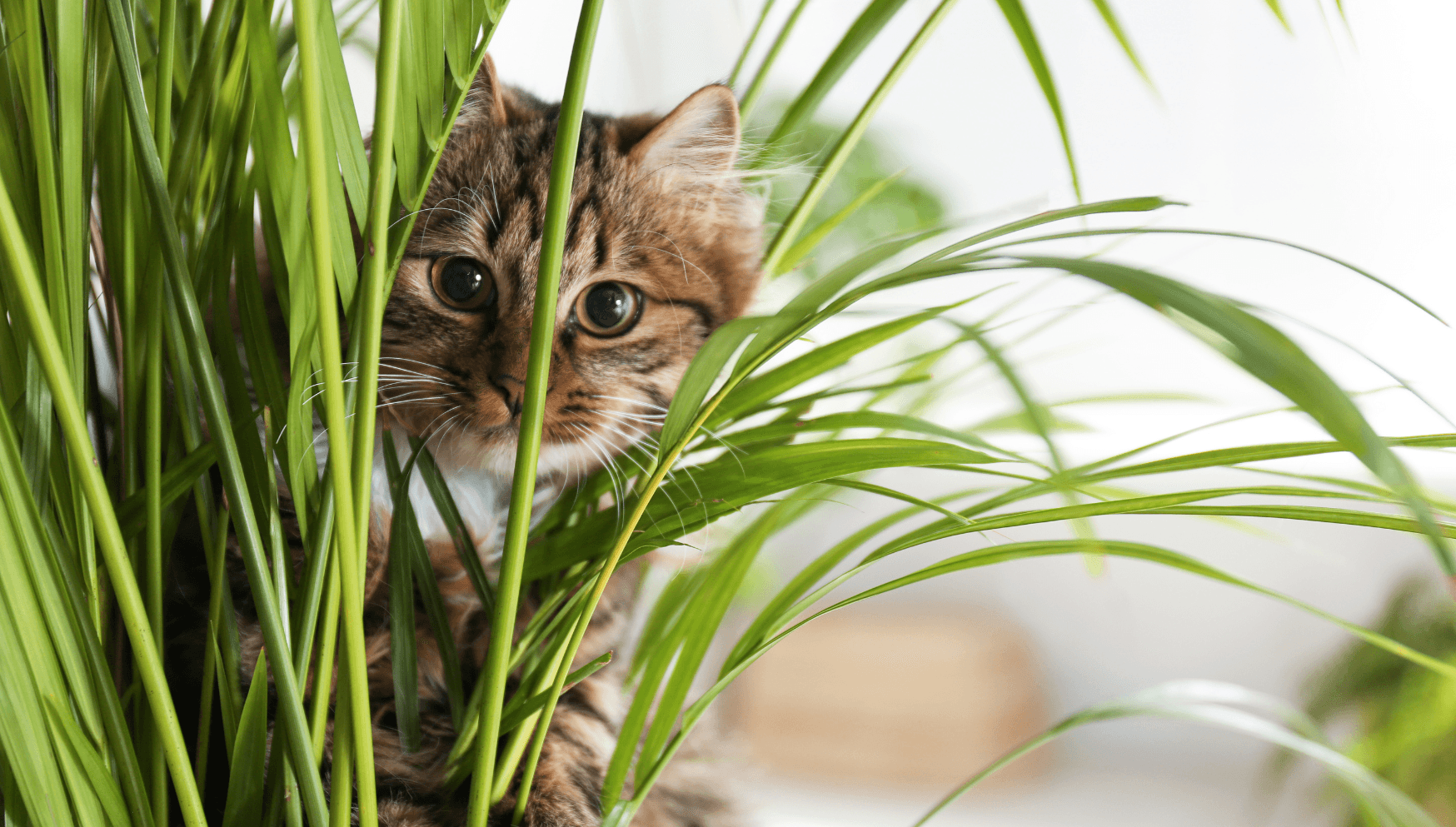 Cat with plant