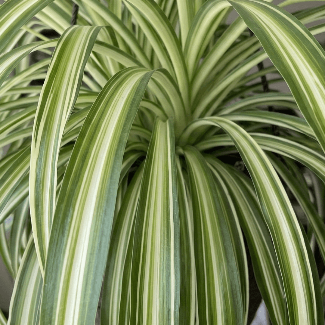 Chlorophytum