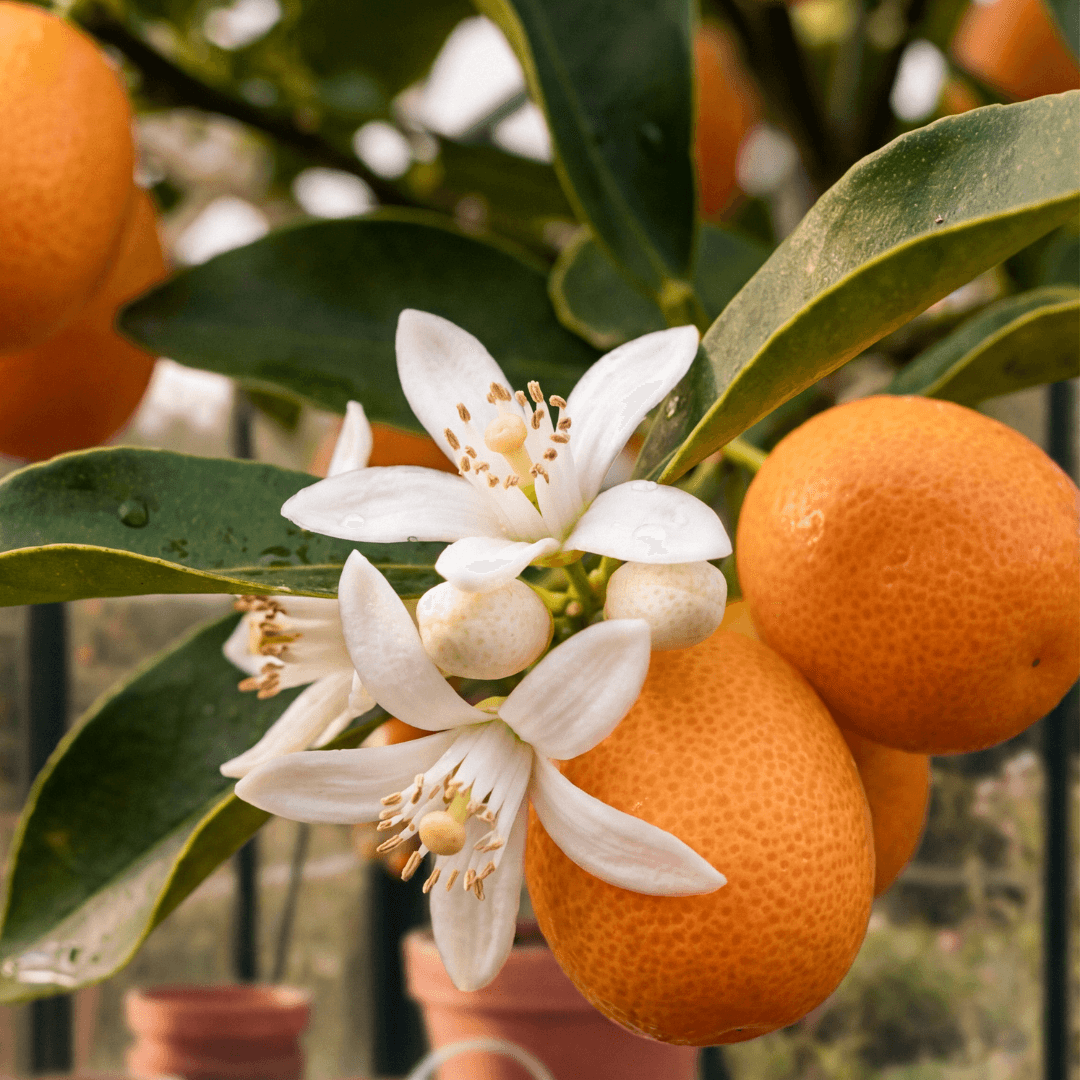 Citrus