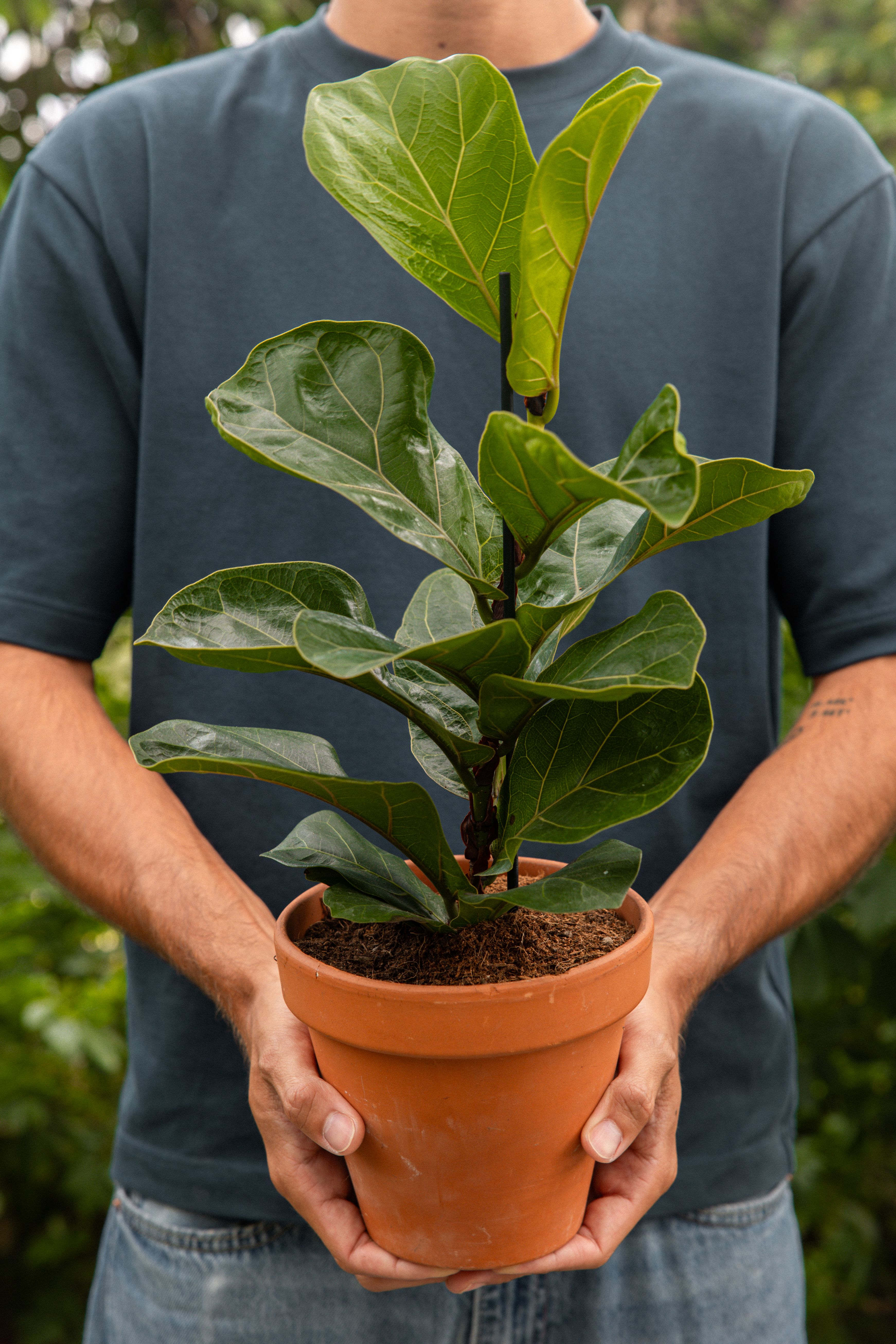 FicusLyrata-03