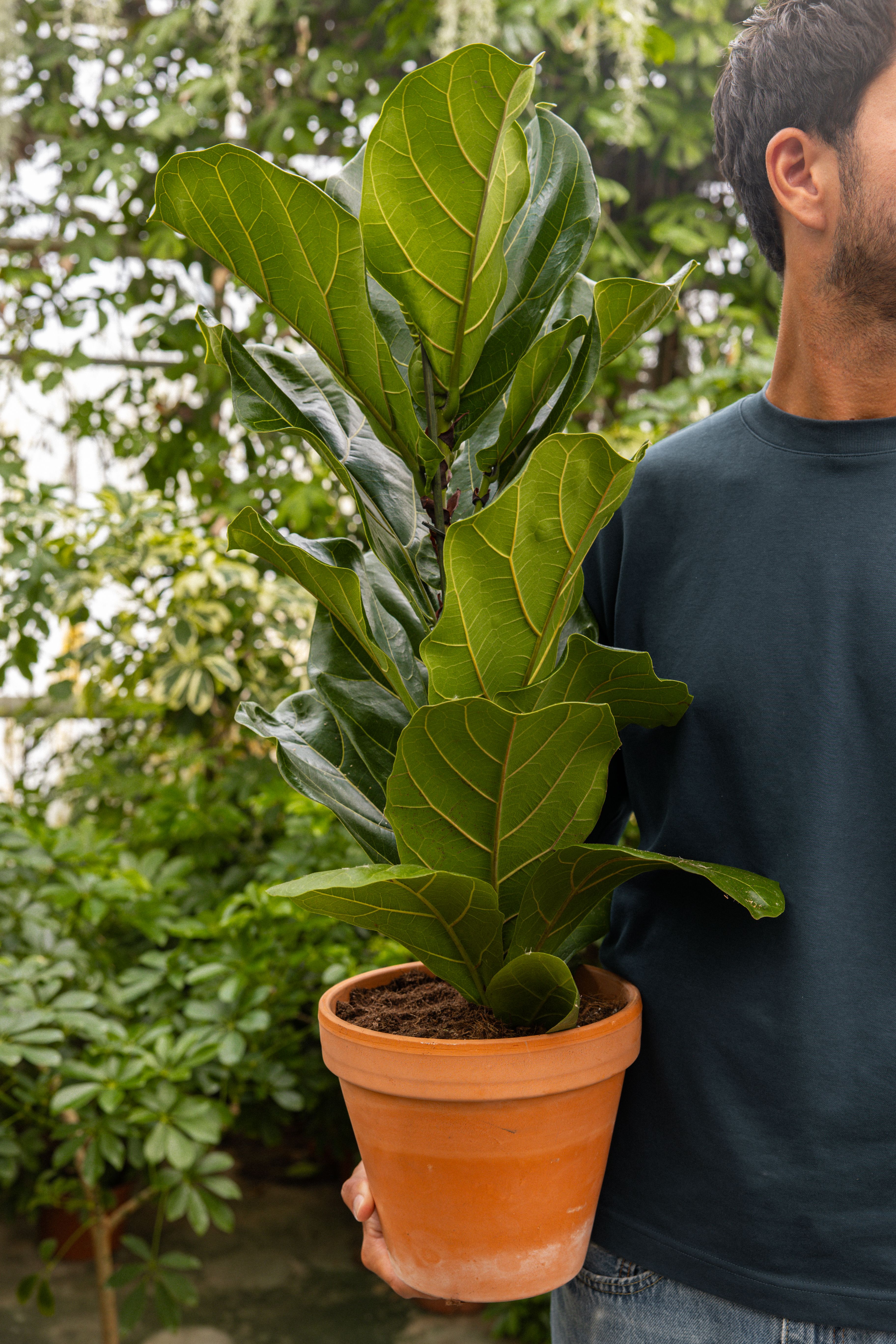 FicusLyrata-05