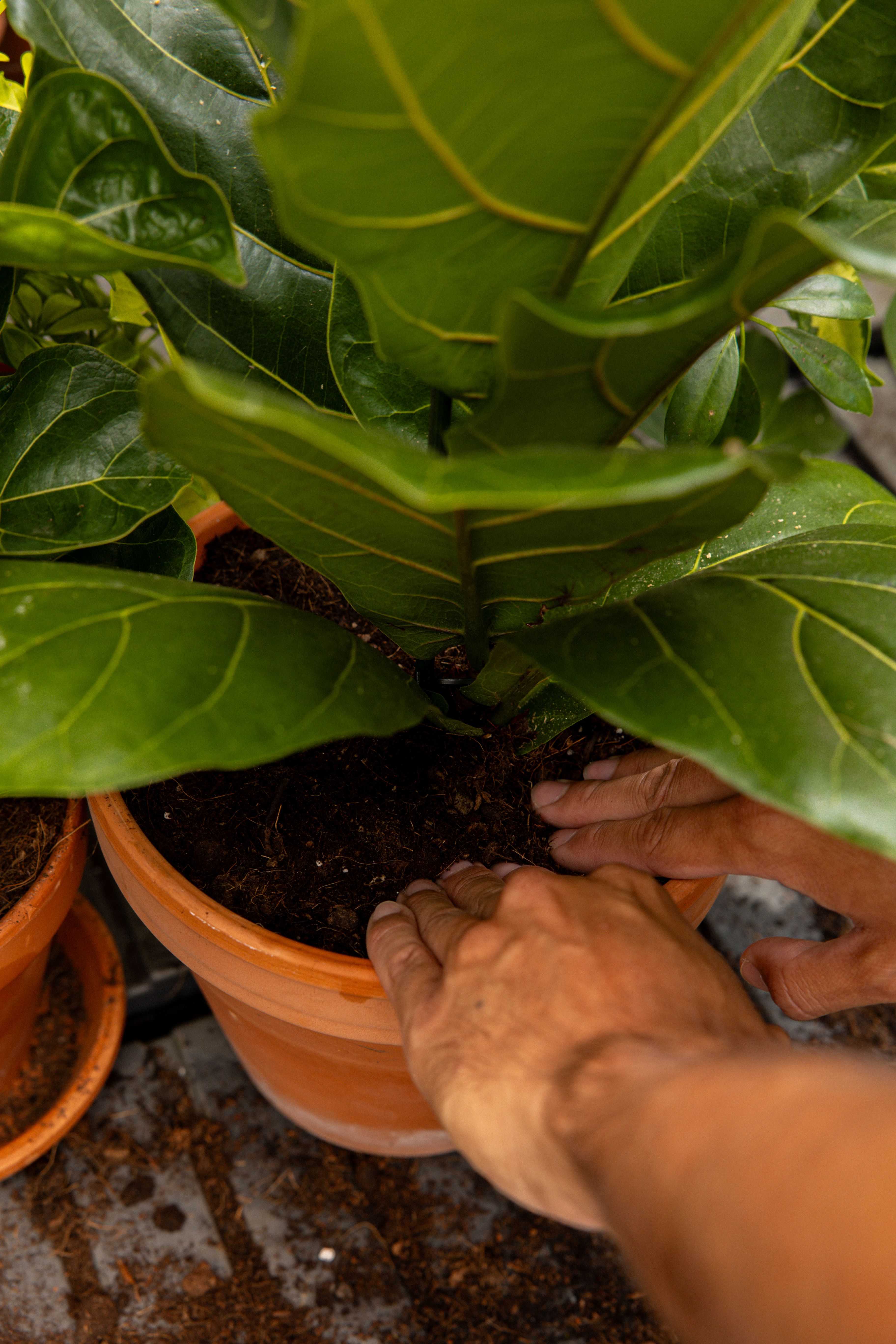 FicusLyrata-08