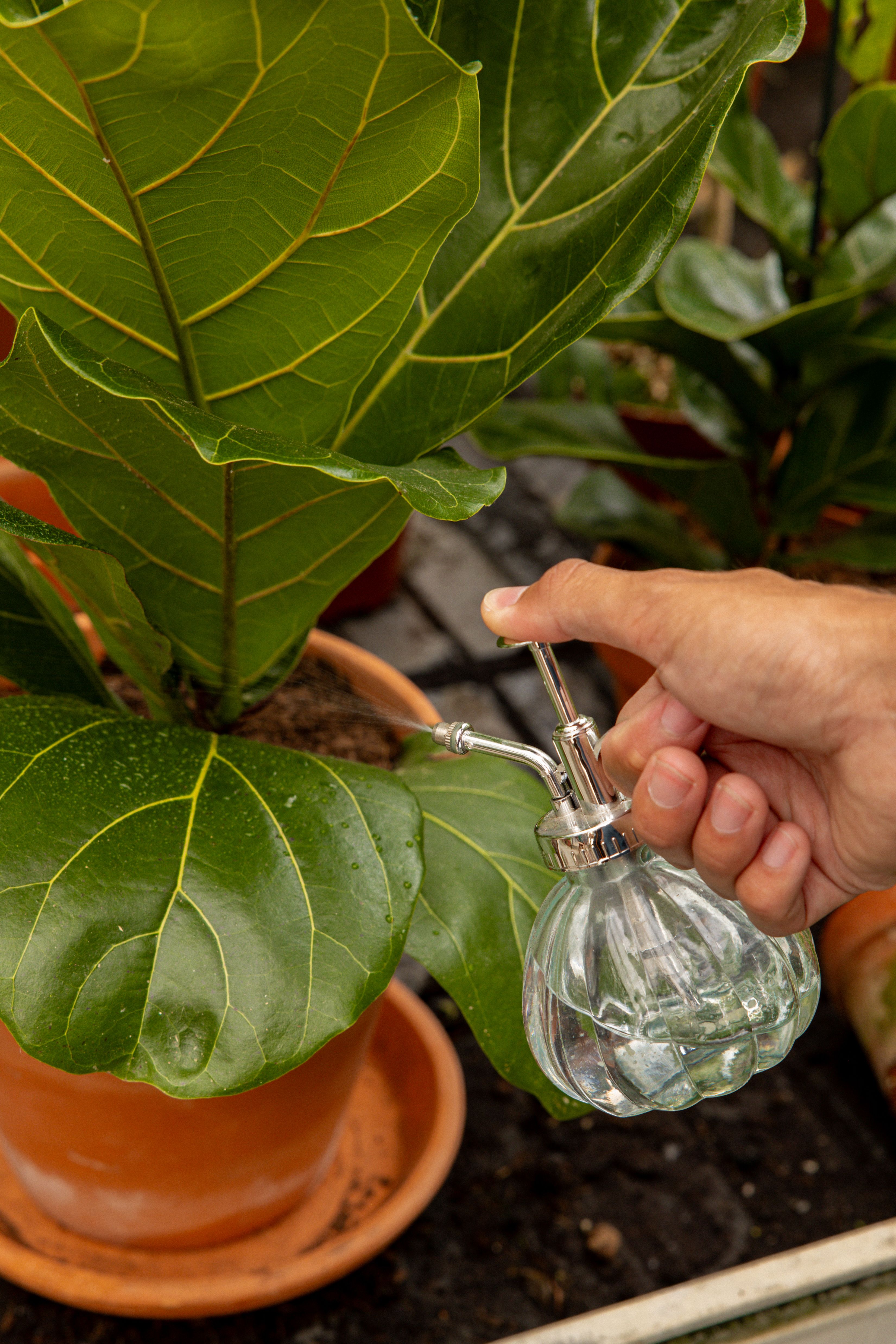 FicusLyrata-09