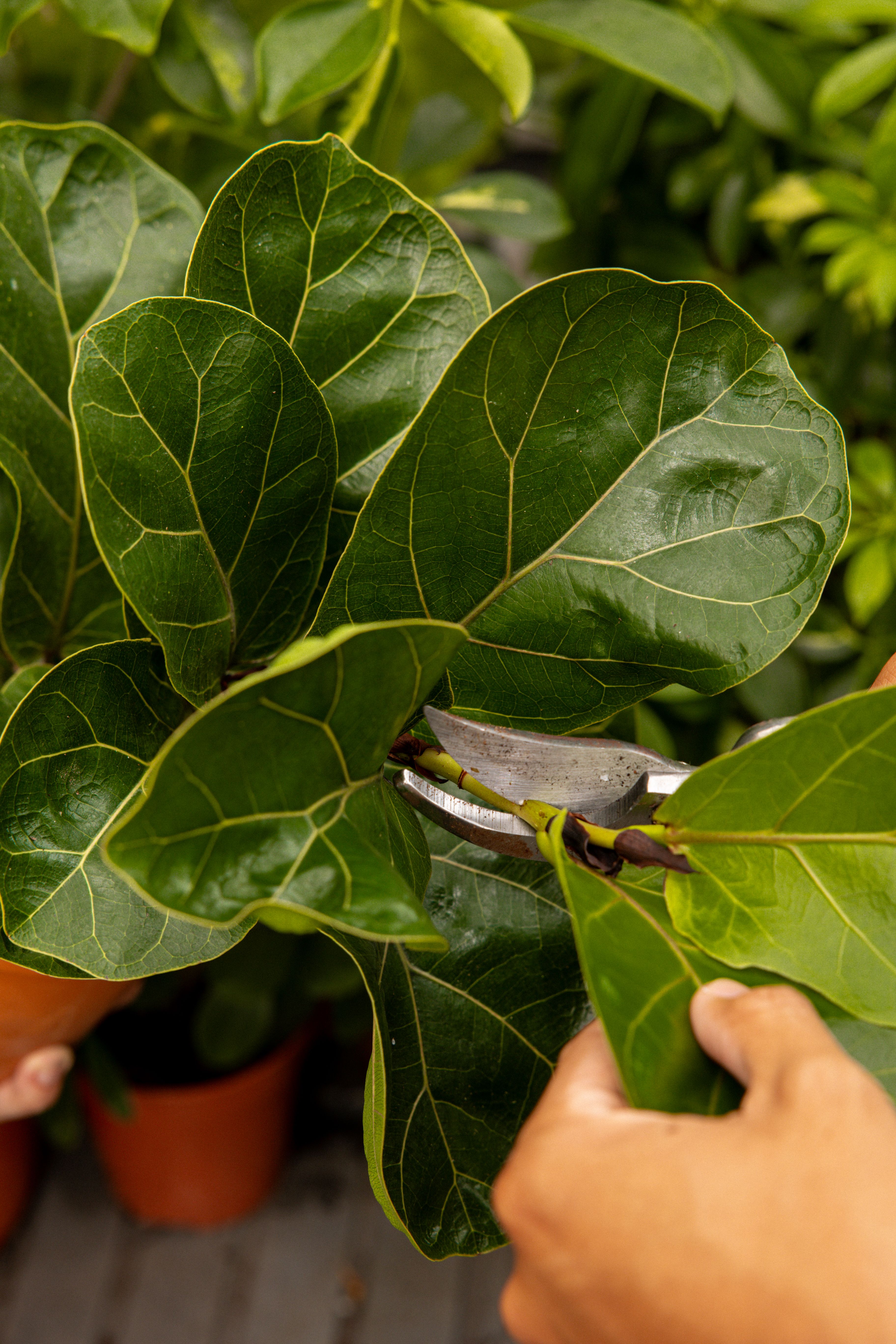 FicusLyrata-12