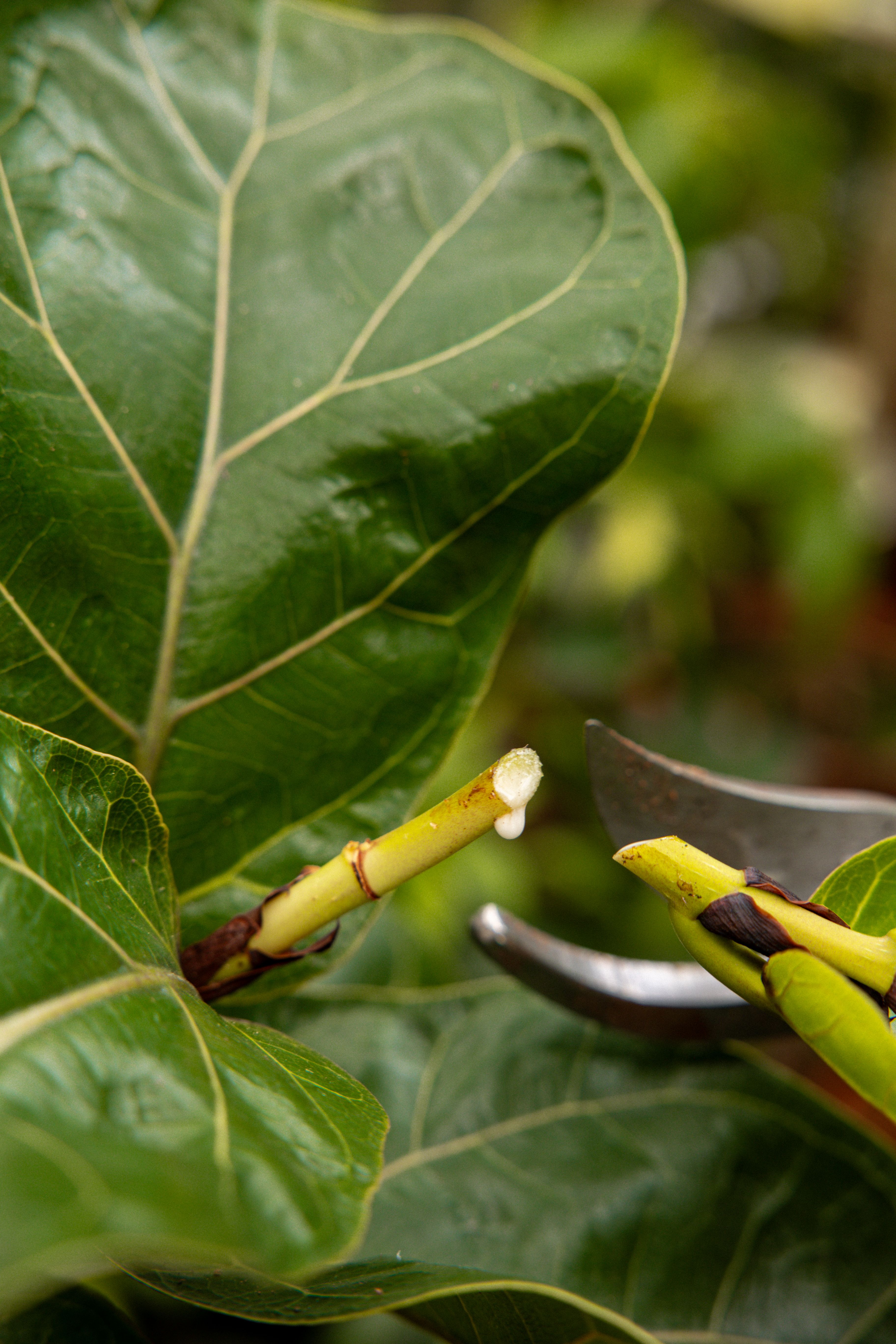 FicusLyrata-13