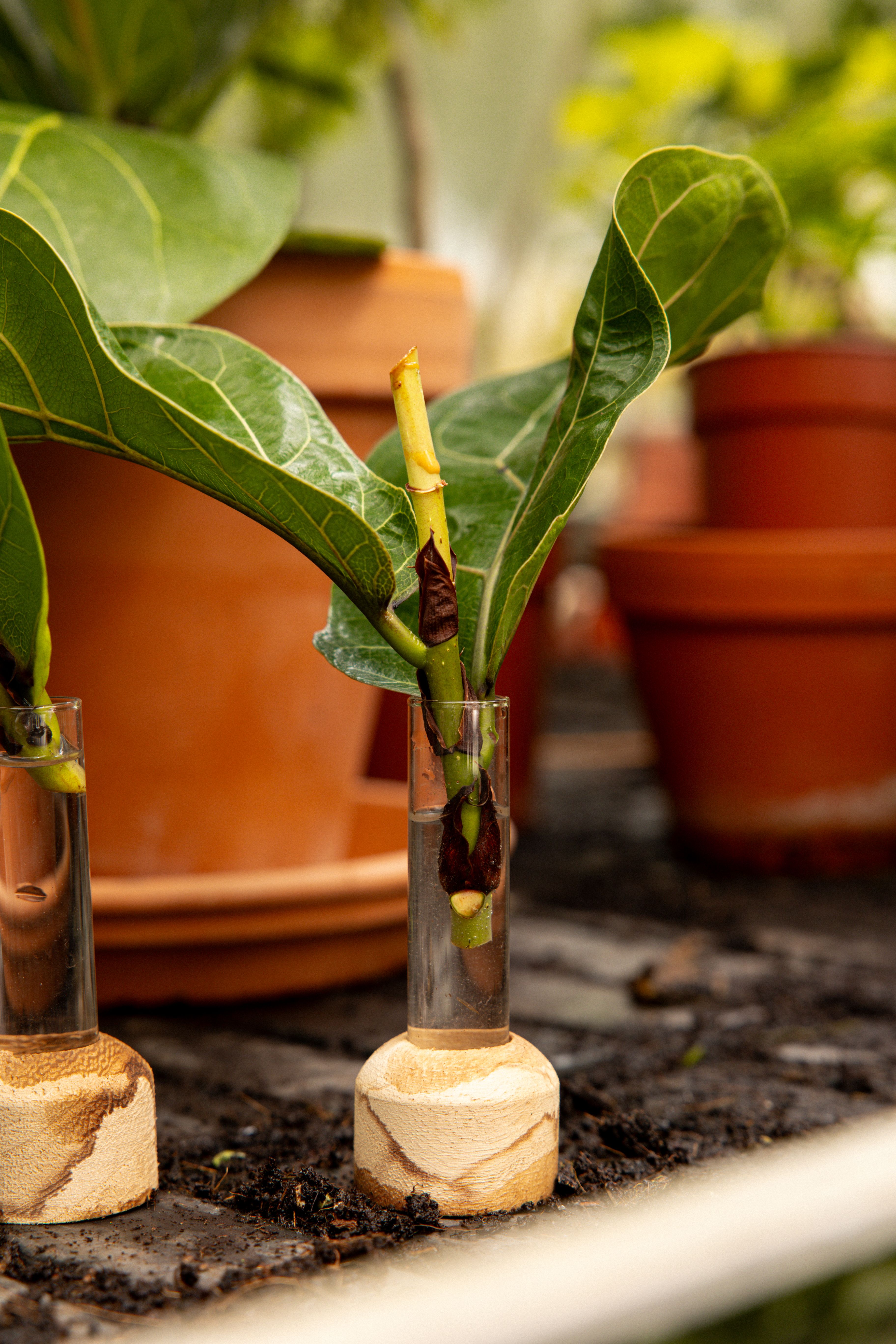 FicusLyrata-17