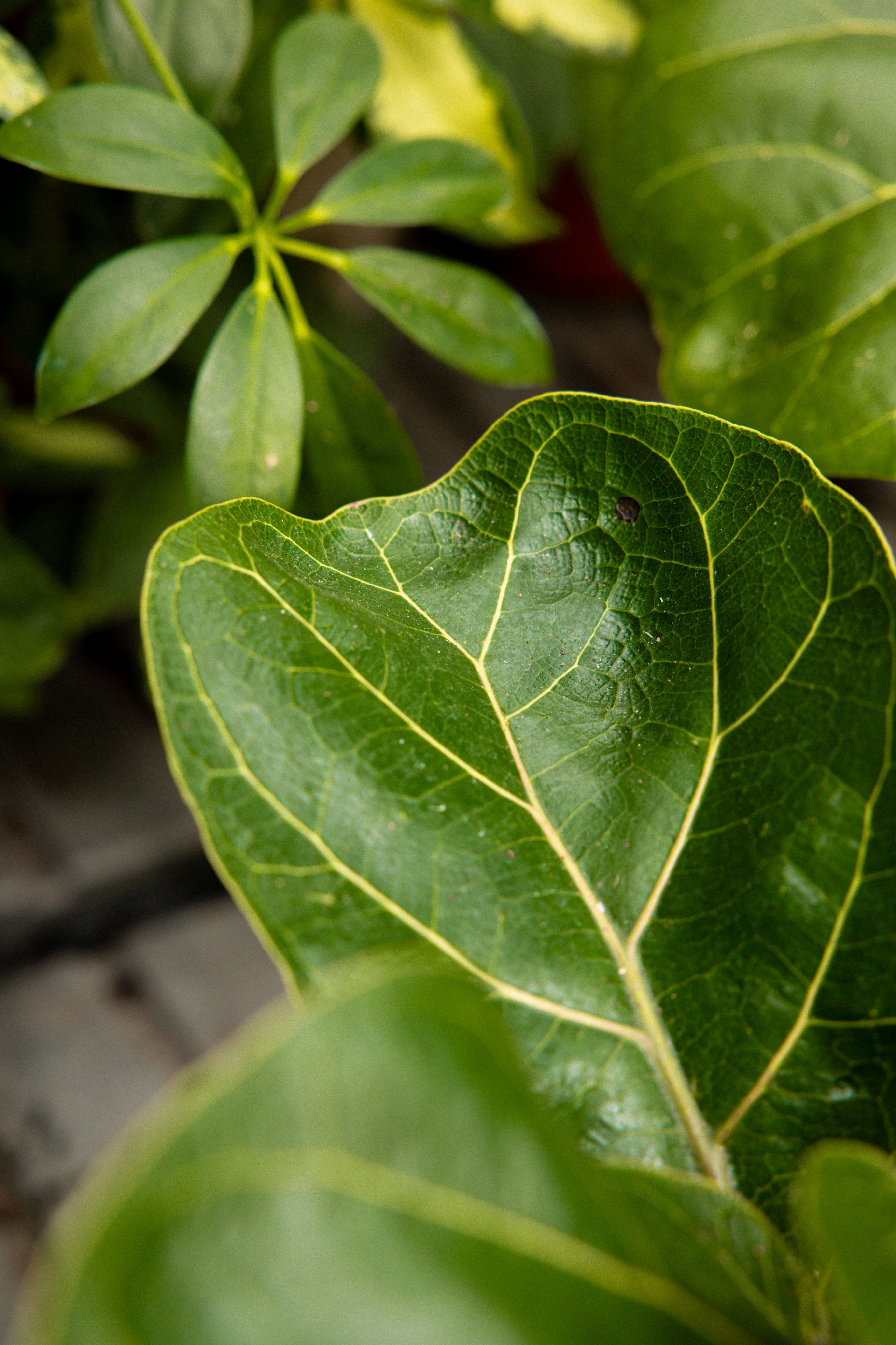 FicusLyrata-19
