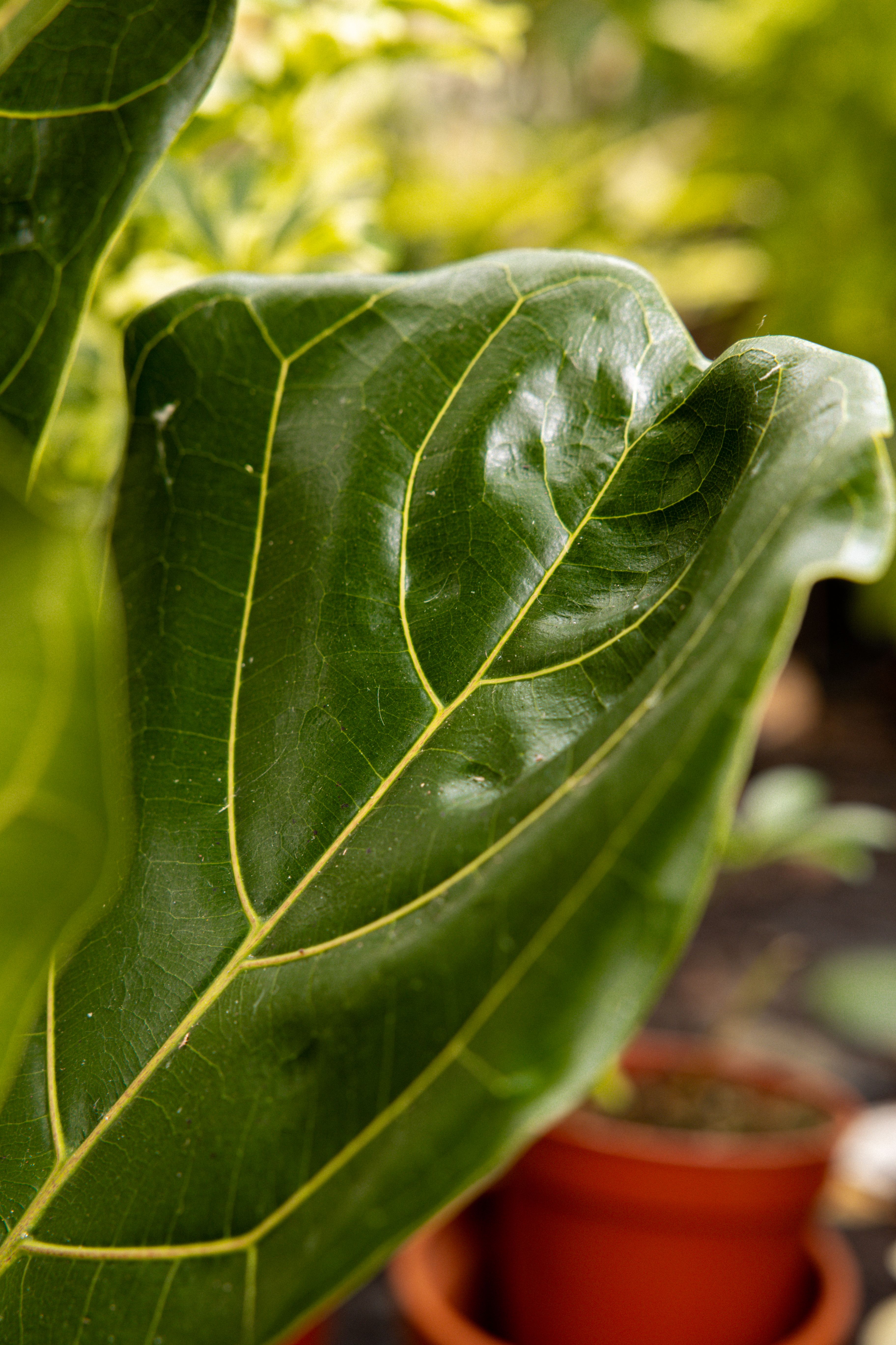 FicusLyrata-20