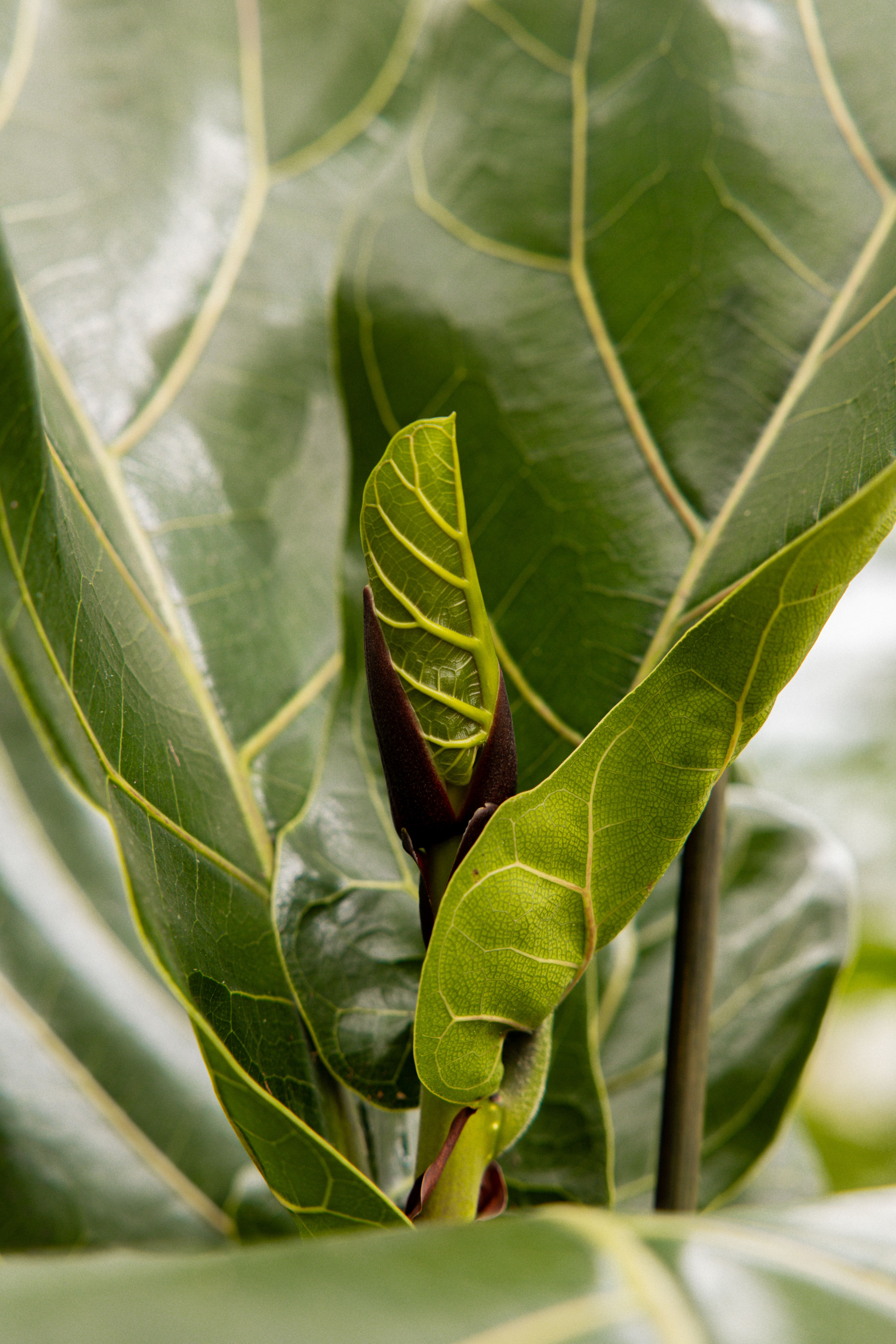 FicusLyrata-22