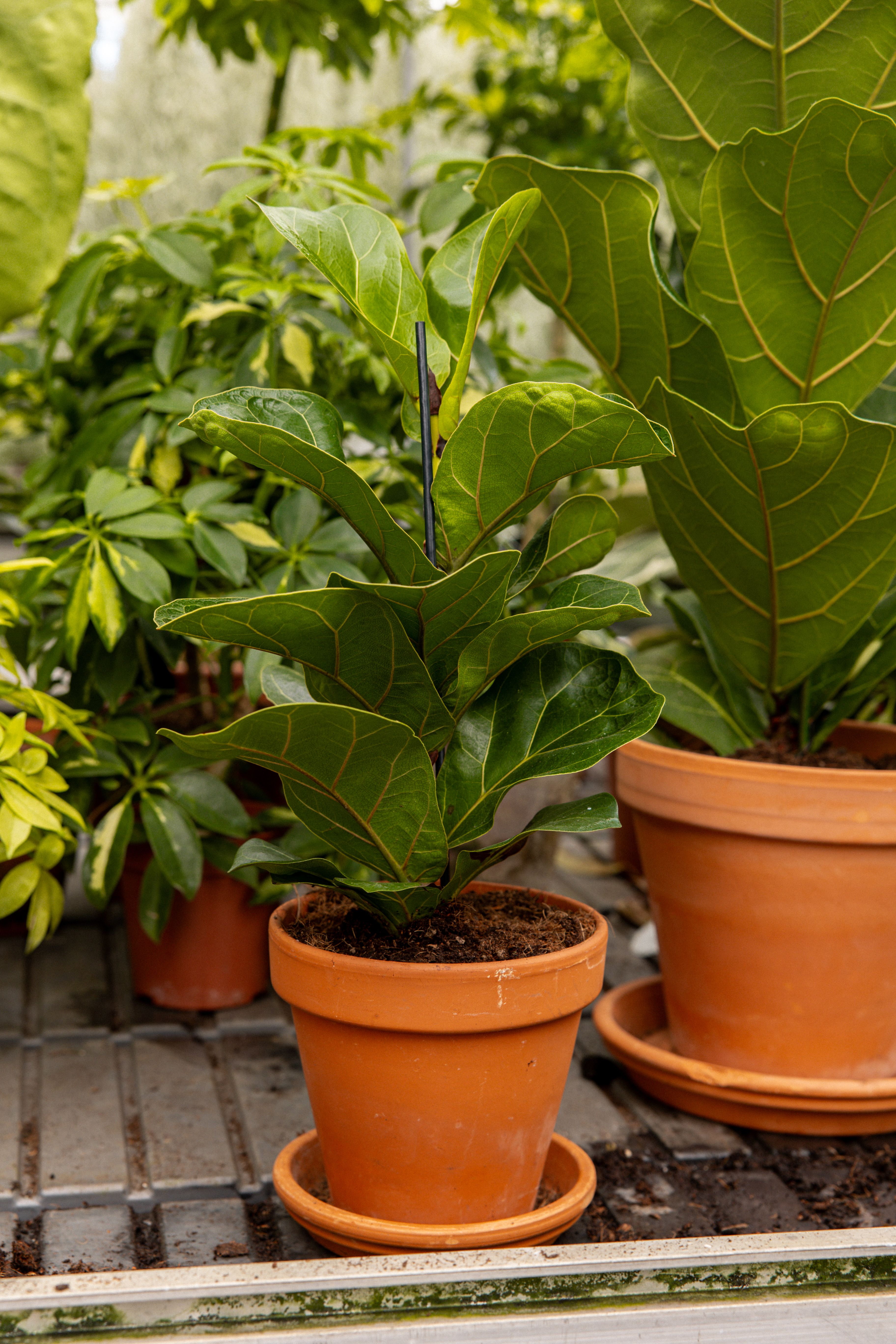 FicusLyrata-23