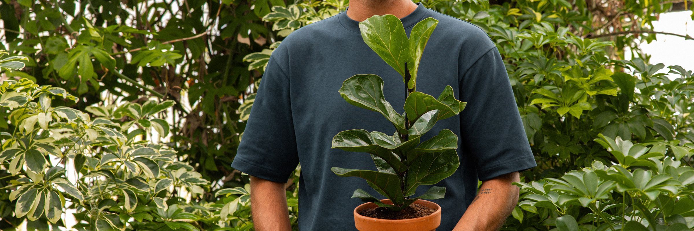 FicusLyrata-banner