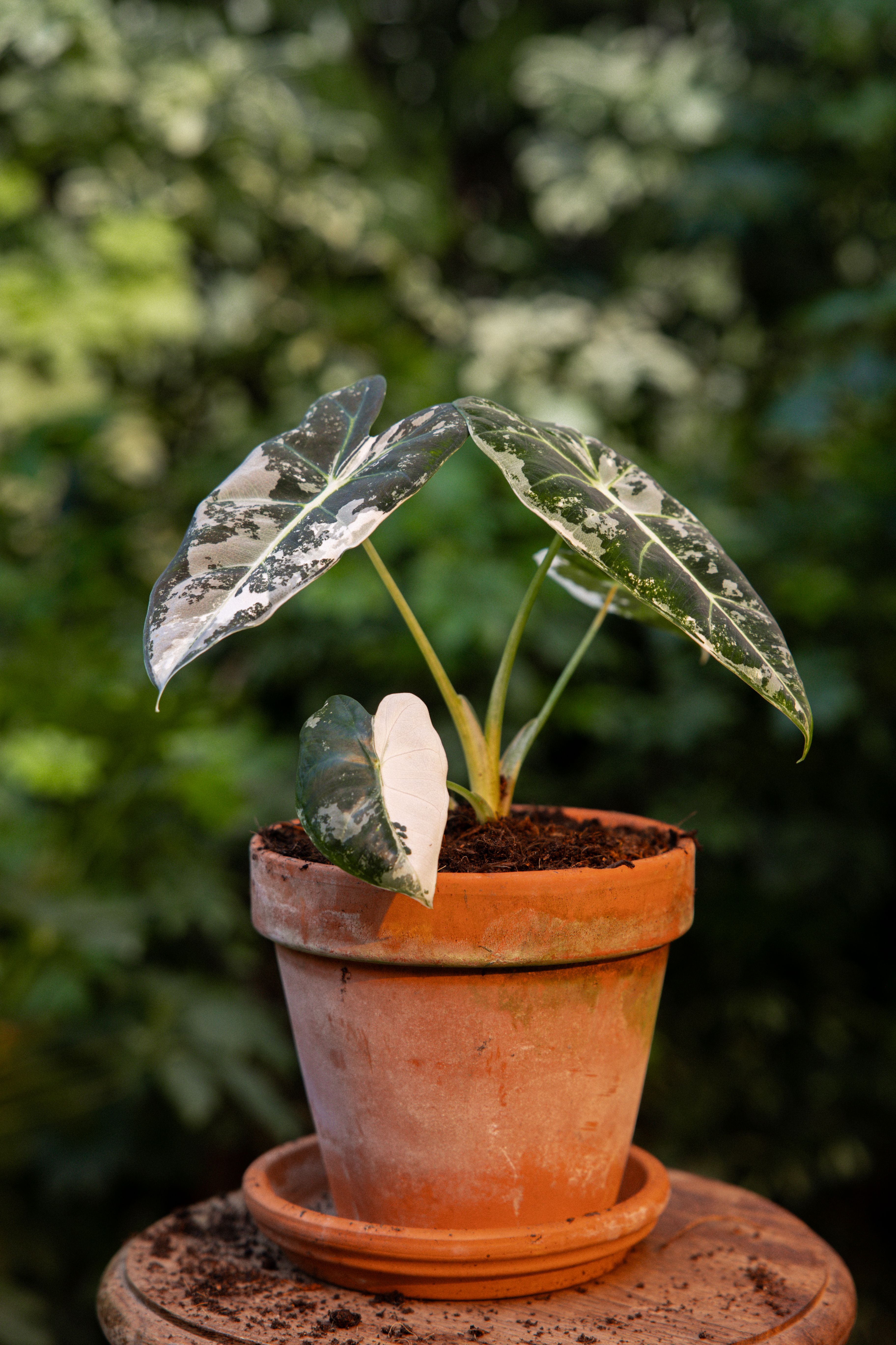 FrydekVariegata_18