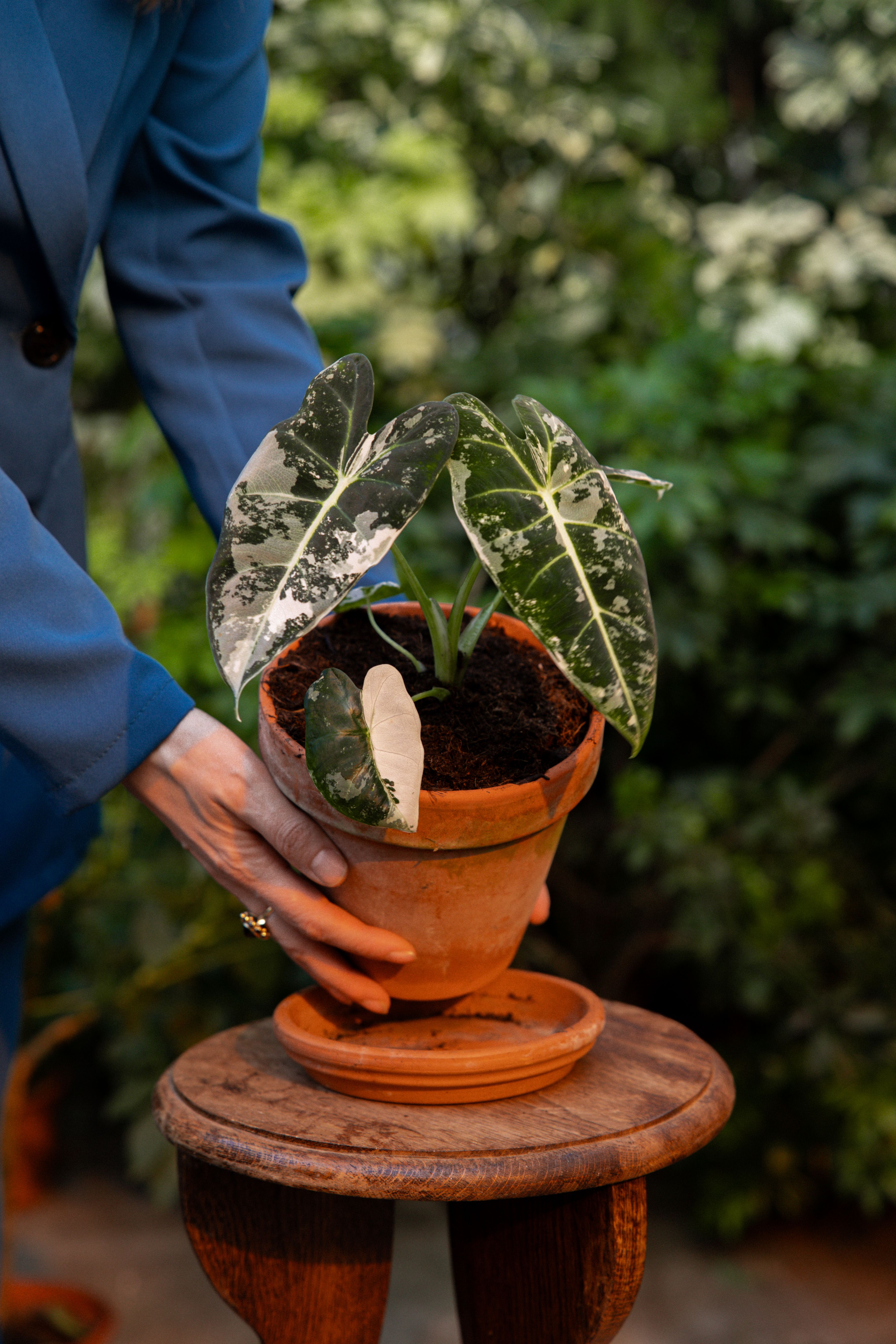 FrydekVariegata_20
