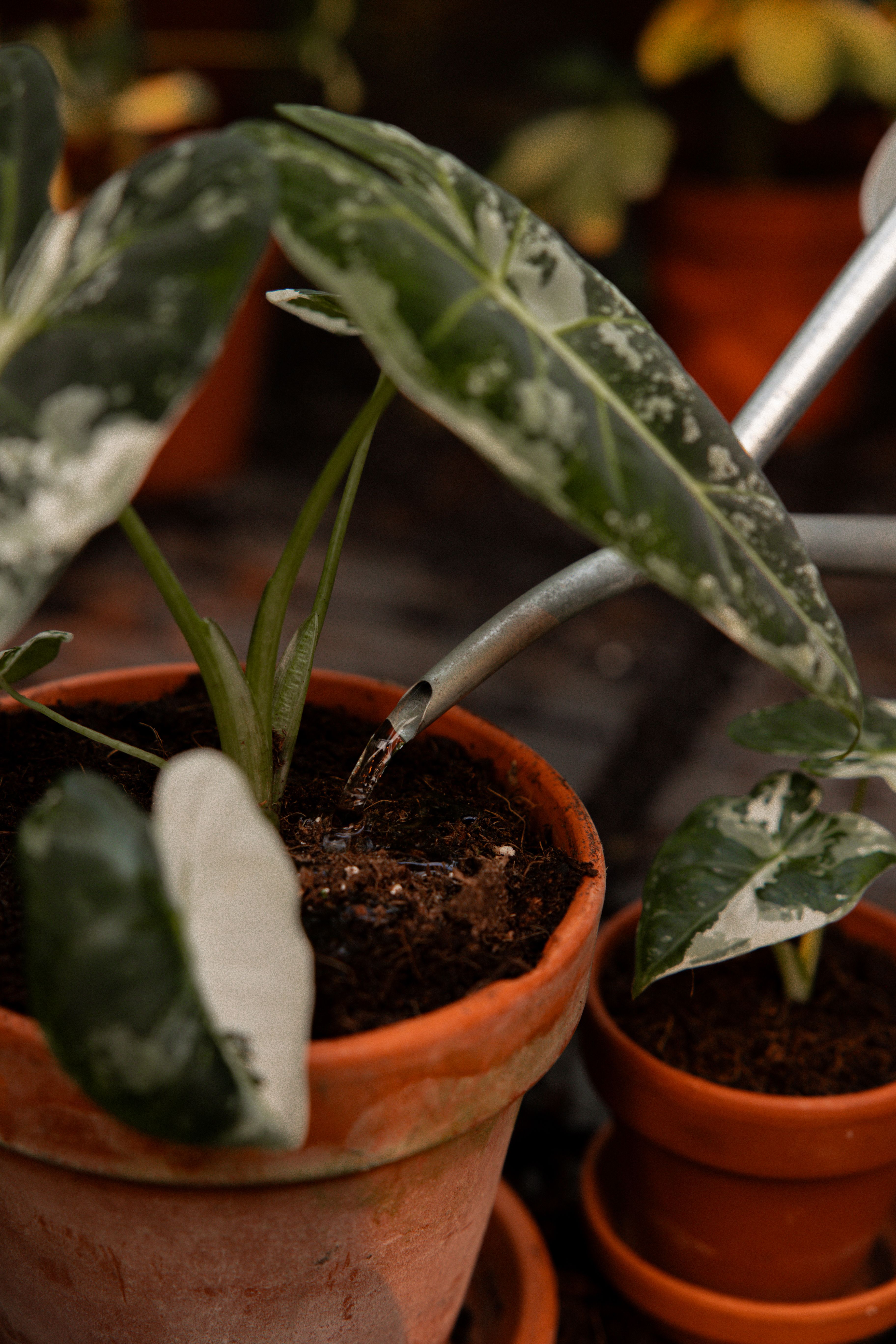 FrydekVariegata_30