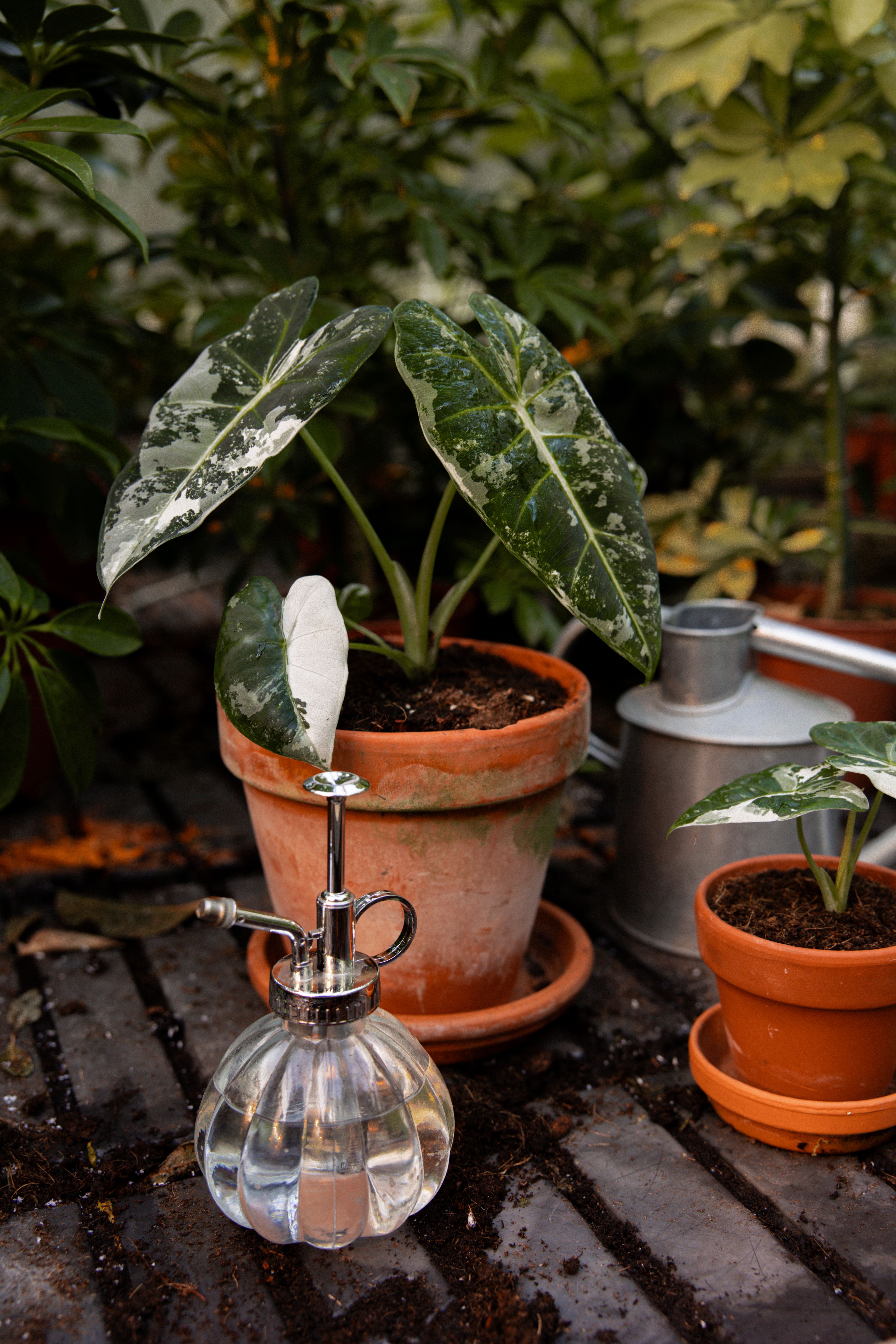 FrydekVariegata_40